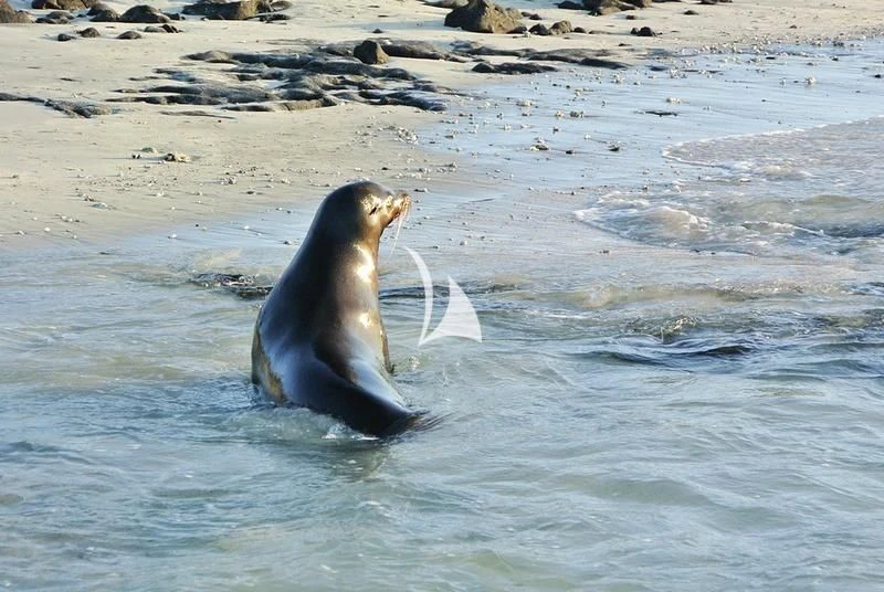 a seal in the water aboard GALAPAGOS EXPLORER Yacht for Sale