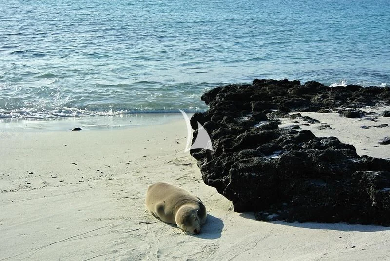 a bottle on a beach aboard GALAPAGOS EXPLORER Yacht for Sale