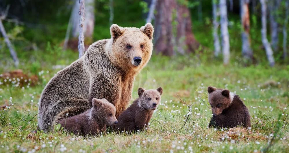 a group of bears in a forest aboard BLACKWOOD Yacht for Sale