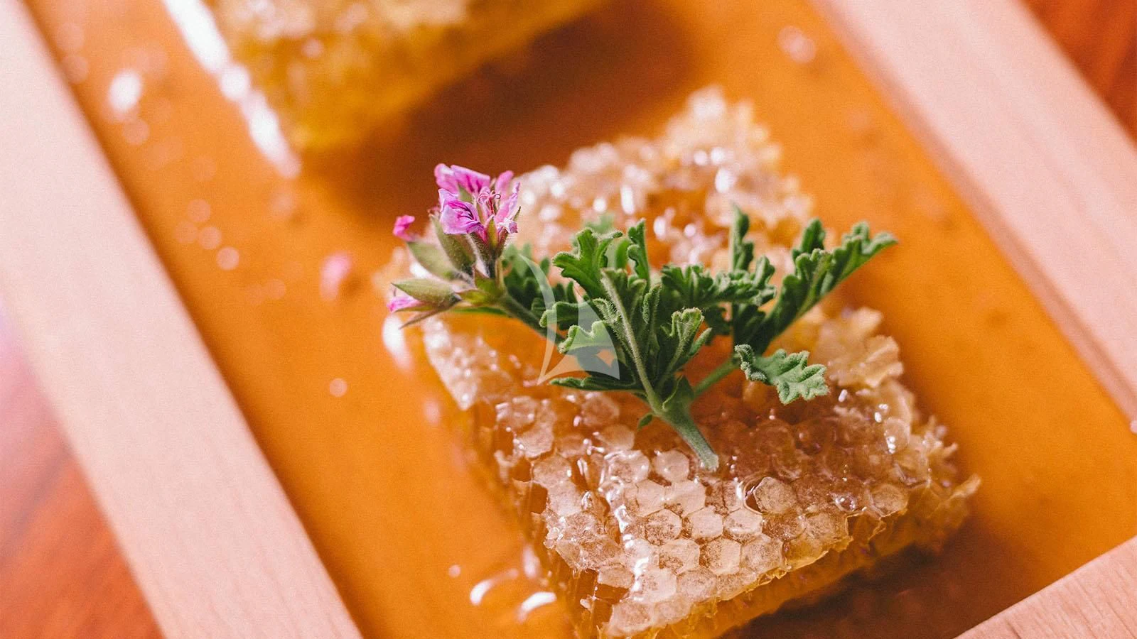 a person holding a small plant aboard MAGIX Yacht for Sale