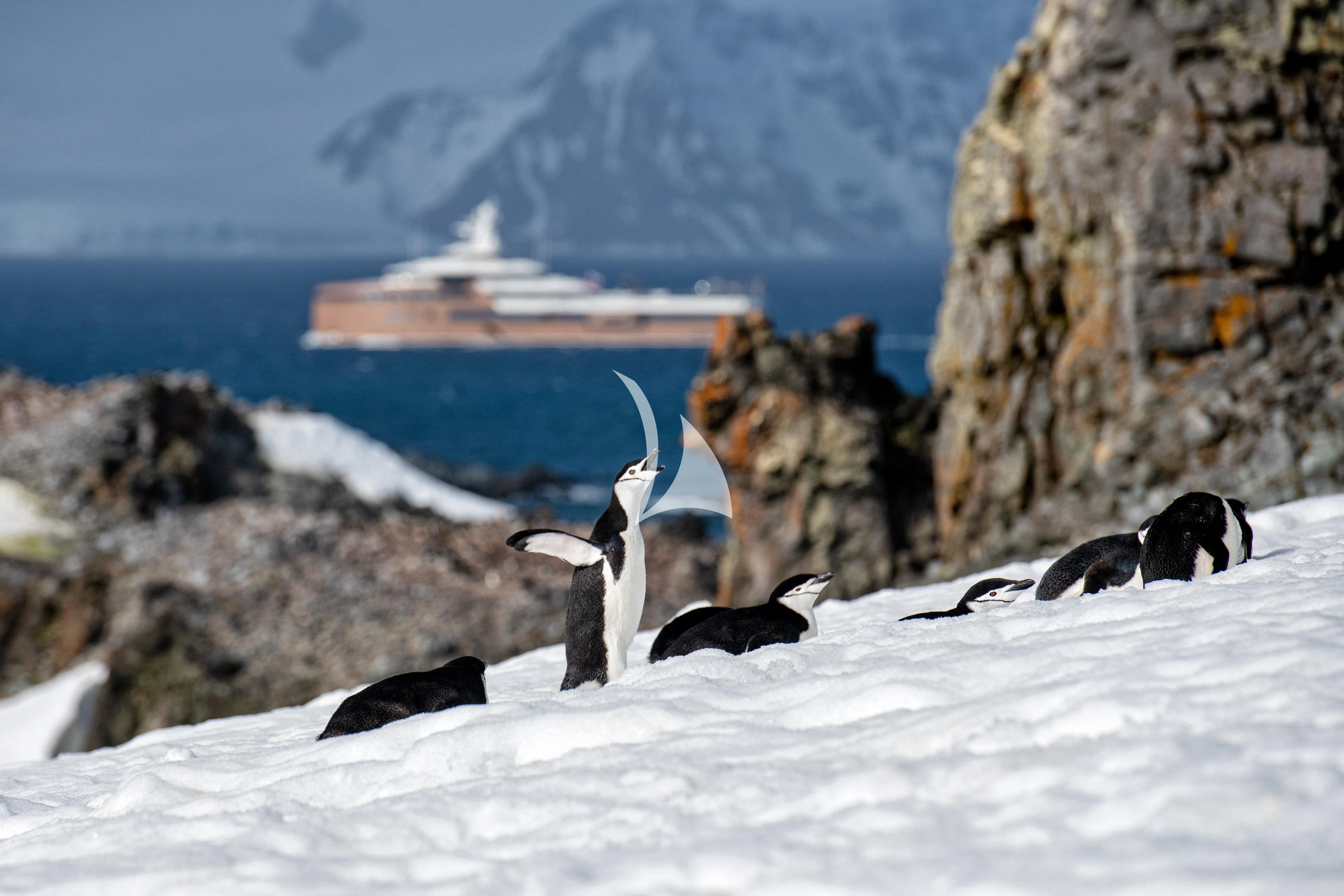 penguins on a snowy beach aboard LA DATCHA Yacht for Sale