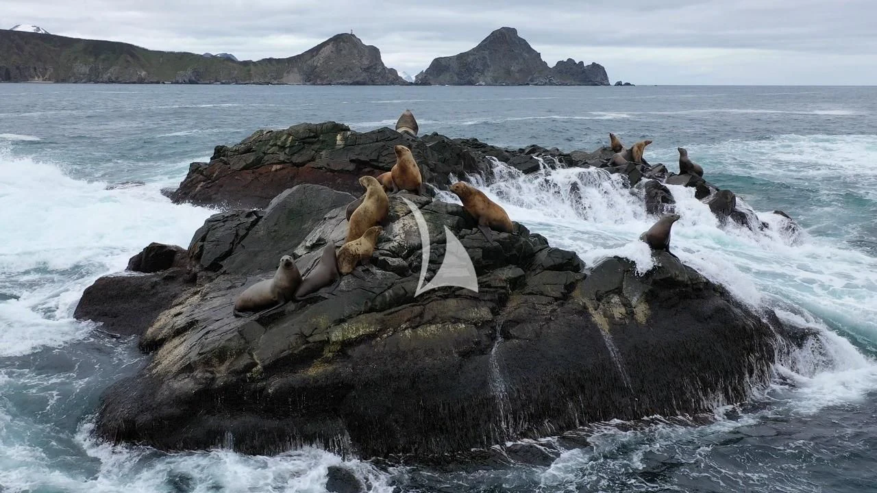a group of animals on a rock by the water aboard LA DATCHA Yacht for Sale