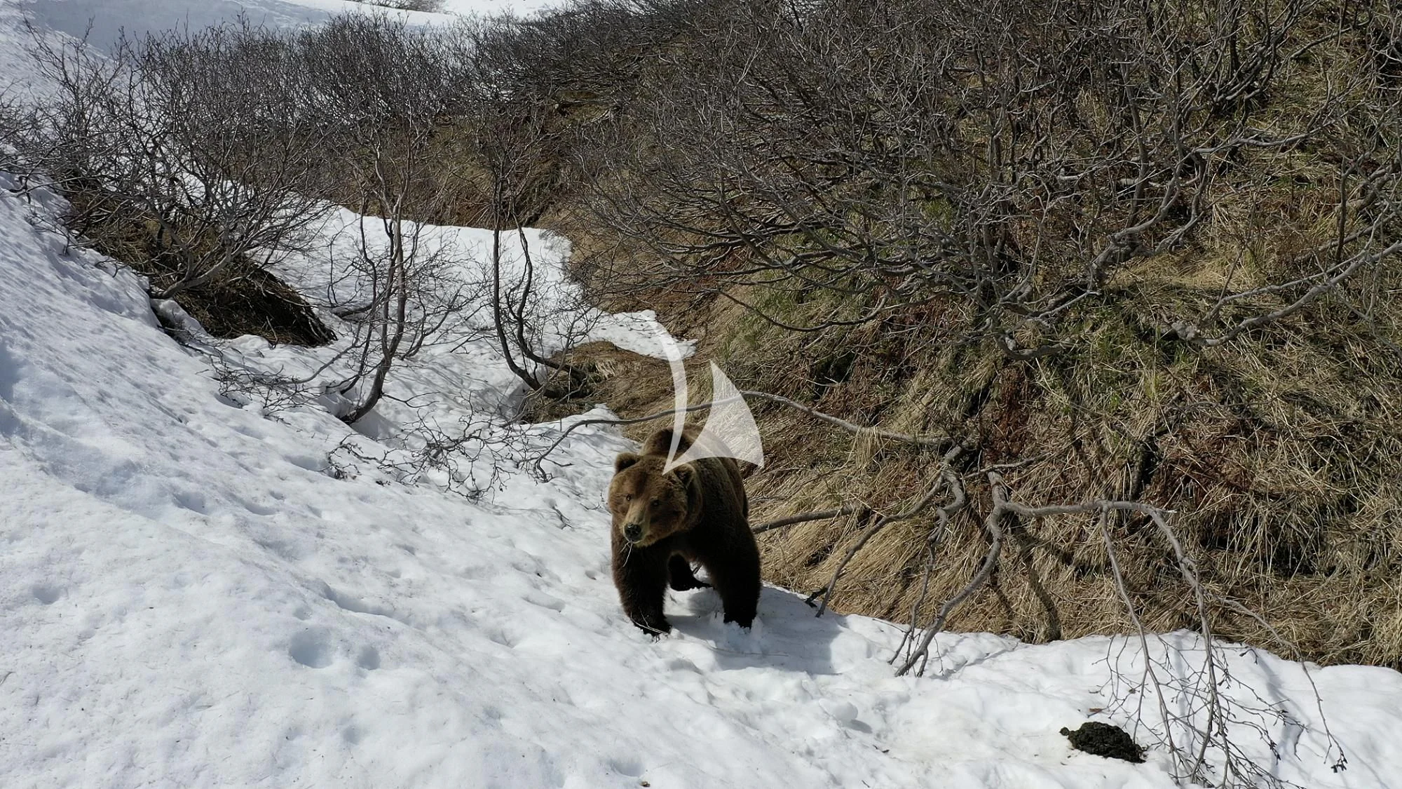 a bear walking through the snow aboard LA DATCHA Yacht for Sale