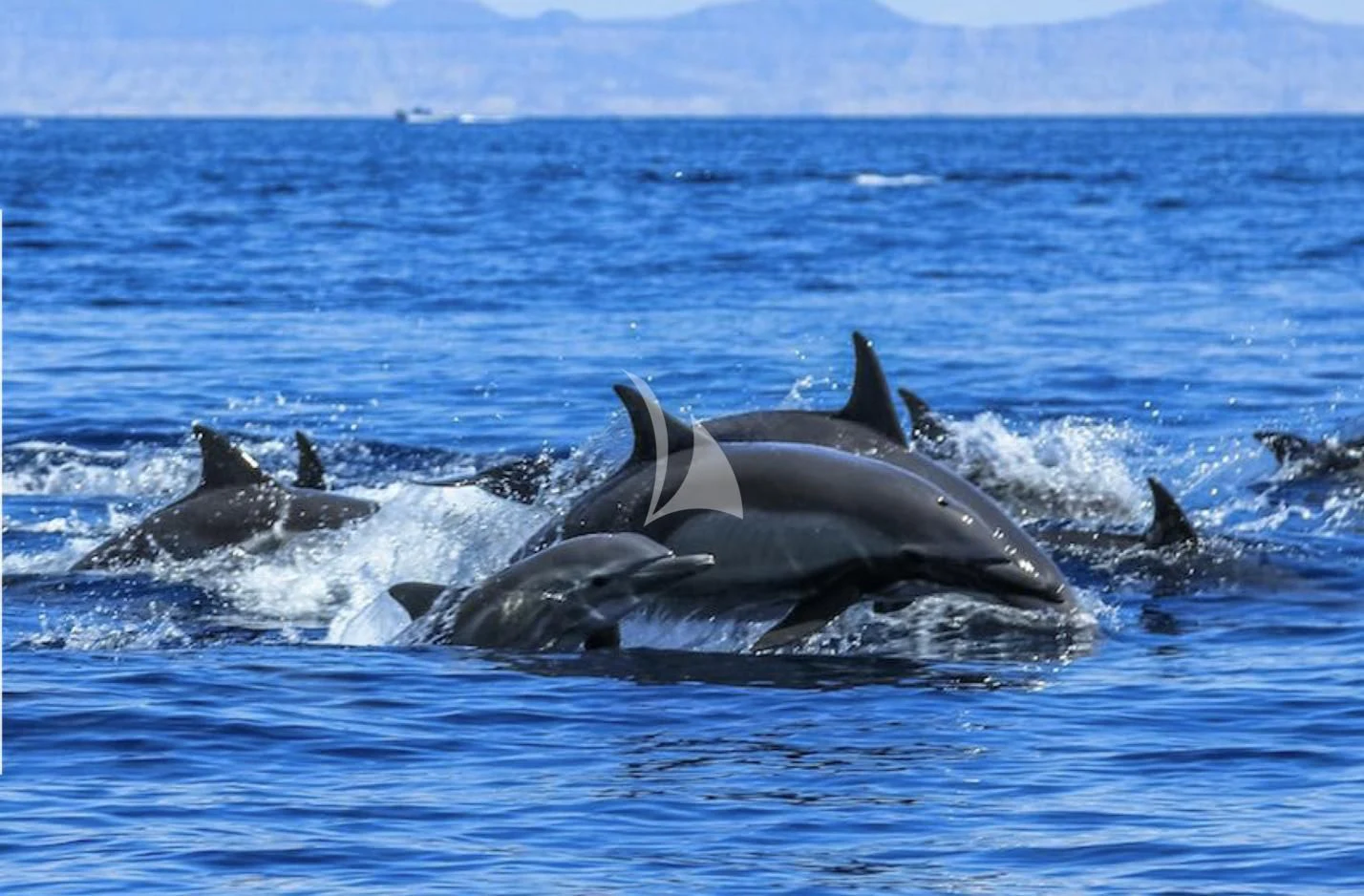 a group of whales swimming in the water aboard LA DATCHA Yacht for Sale