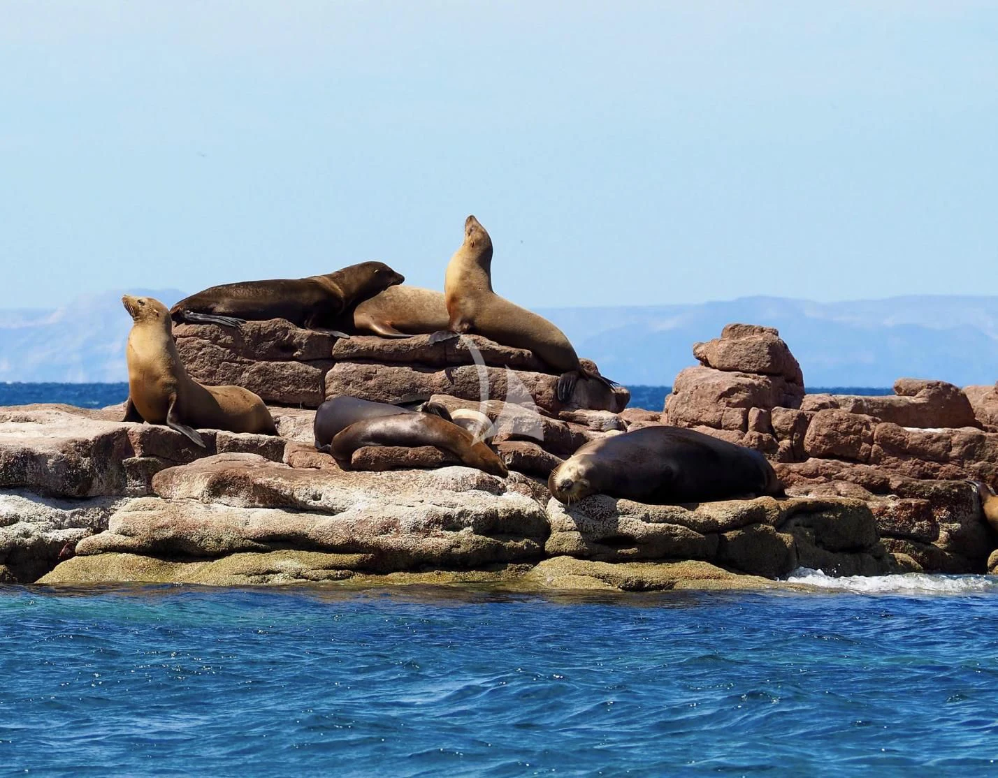 a group of seals lying on a rock by the water aboard LA DATCHA Yacht for Sale