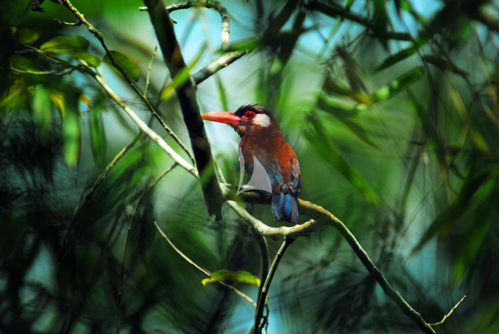 a bird on a branch aboard ARIA AMAZON Yacht for Sale