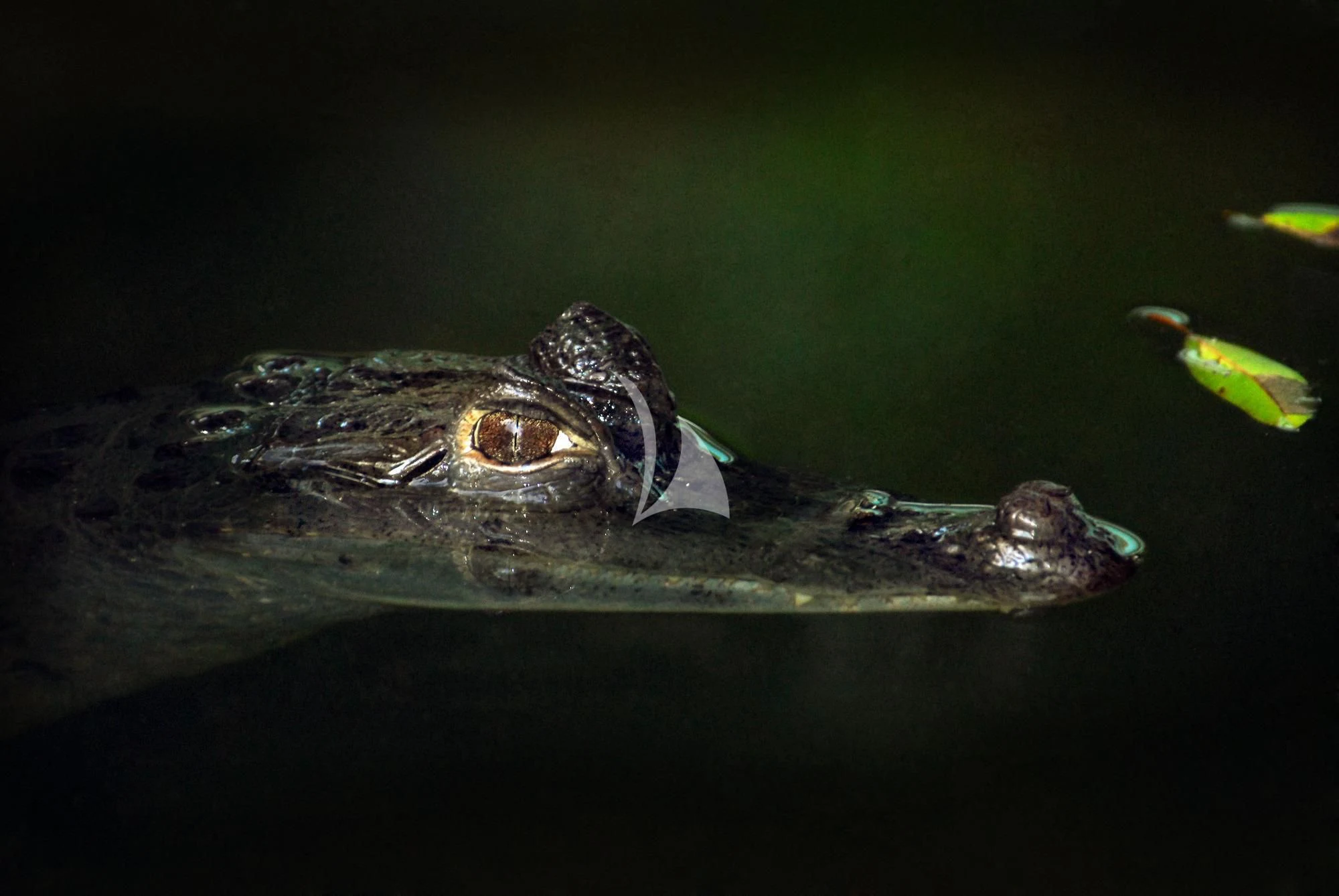 a frog on a log aboard ARIA AMAZON Yacht for Sale