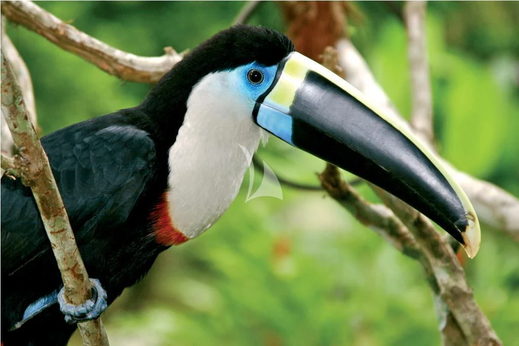 a bird with a blue head aboard ARIA AMAZON Yacht for Sale