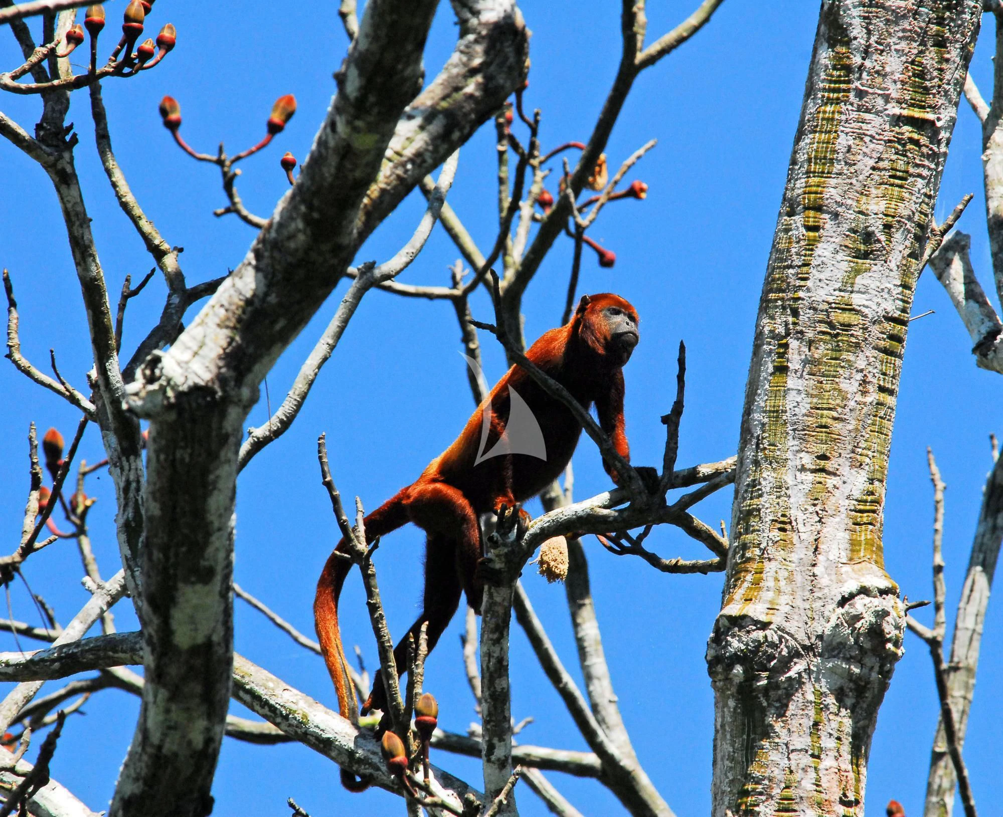 a bird sitting on a tree aboard ARIA AMAZON Yacht for Sale