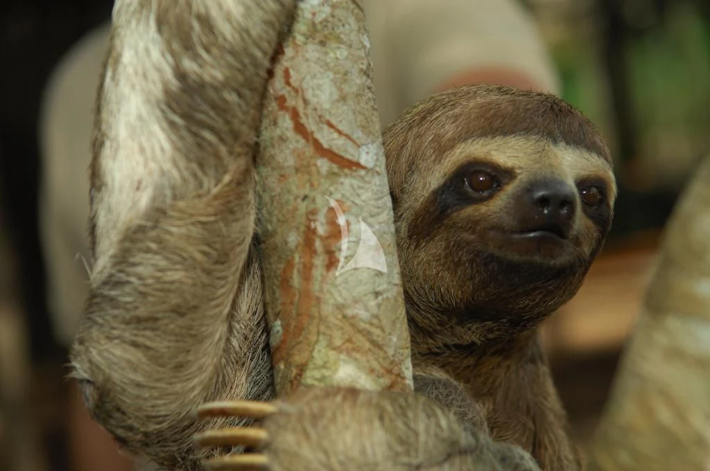 a sloth with a snake around its neck aboard ARIA AMAZON Yacht for Sale