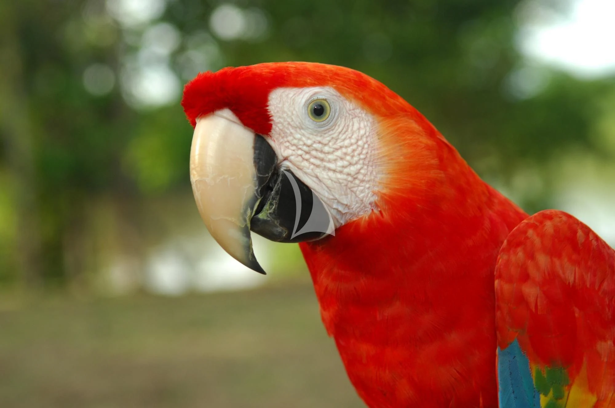 a red and white bird aboard ARIA AMAZON Yacht for Sale