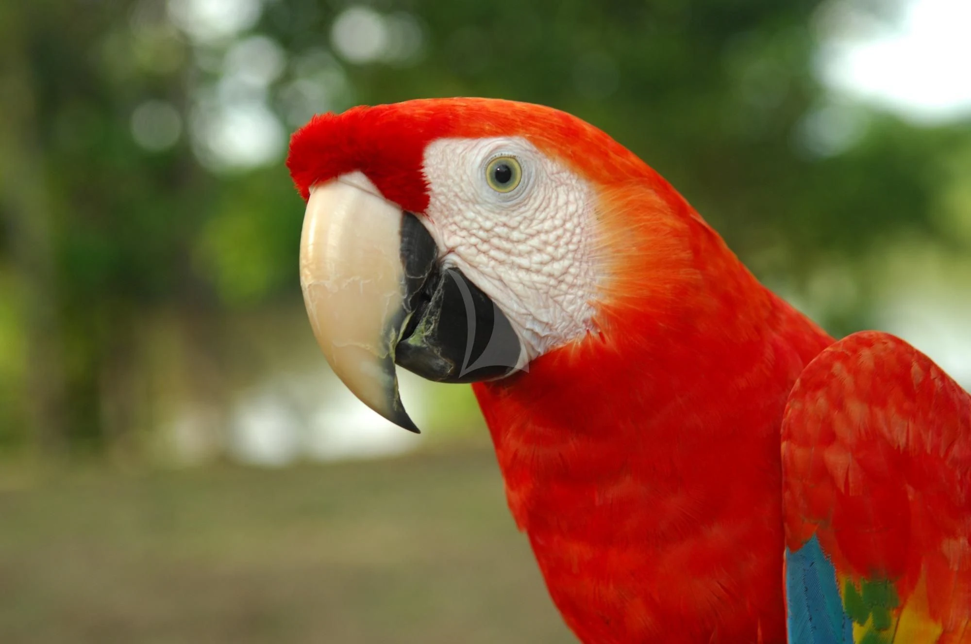 a red parrot with a black beak aboard ARIA AMAZON Yacht for Sale
