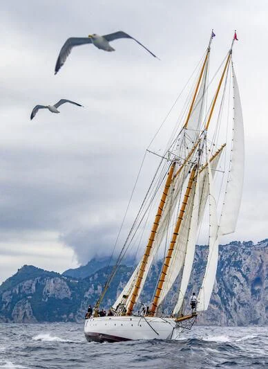 a boat with a sail and a bird flying over it aboard PURITAN Yacht for Sale