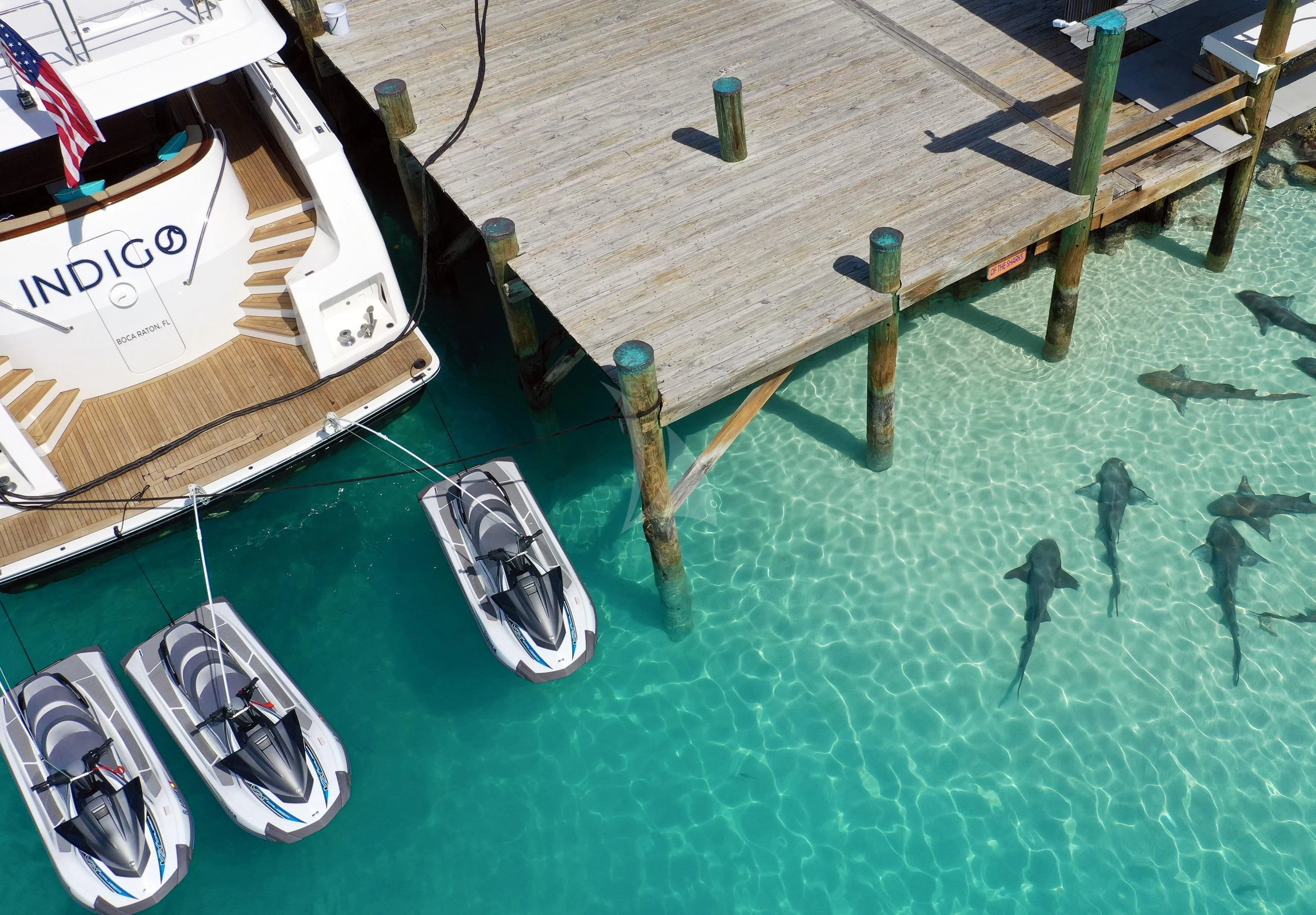 a group of fish swimming in a body of water aboard LILA CUY Yacht for Sale