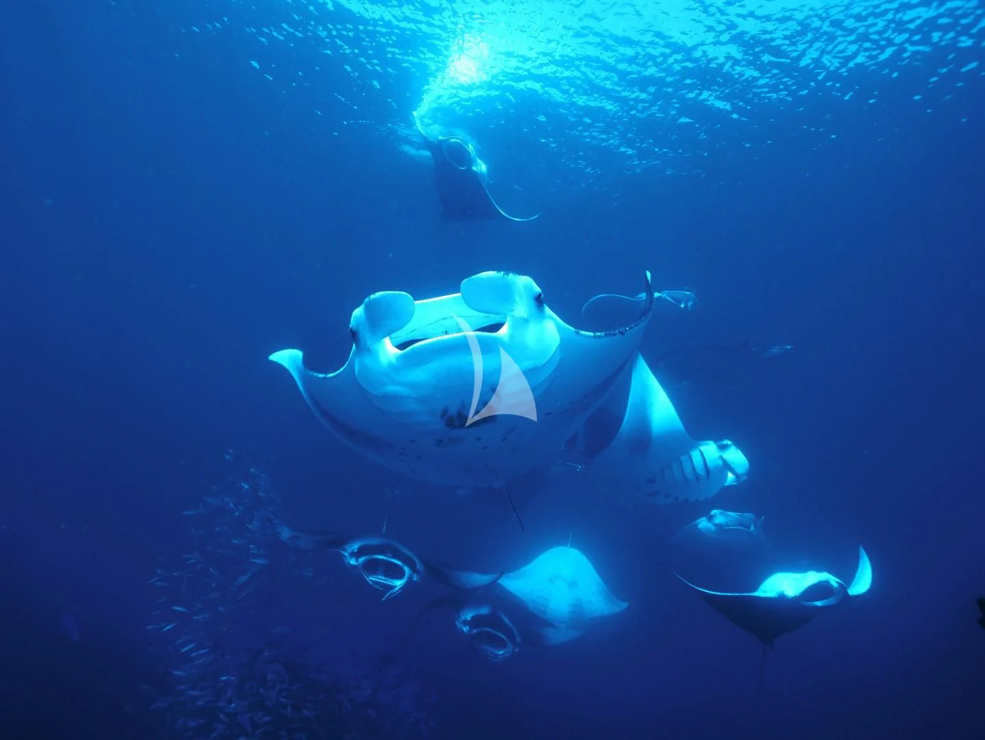a scuba diver swimming under the water aboard AZALEA Yacht for Sale