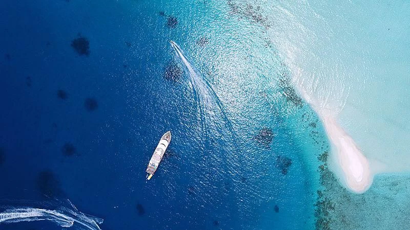 a shark swimming in the water aboard AZALEA Yacht for Sale
