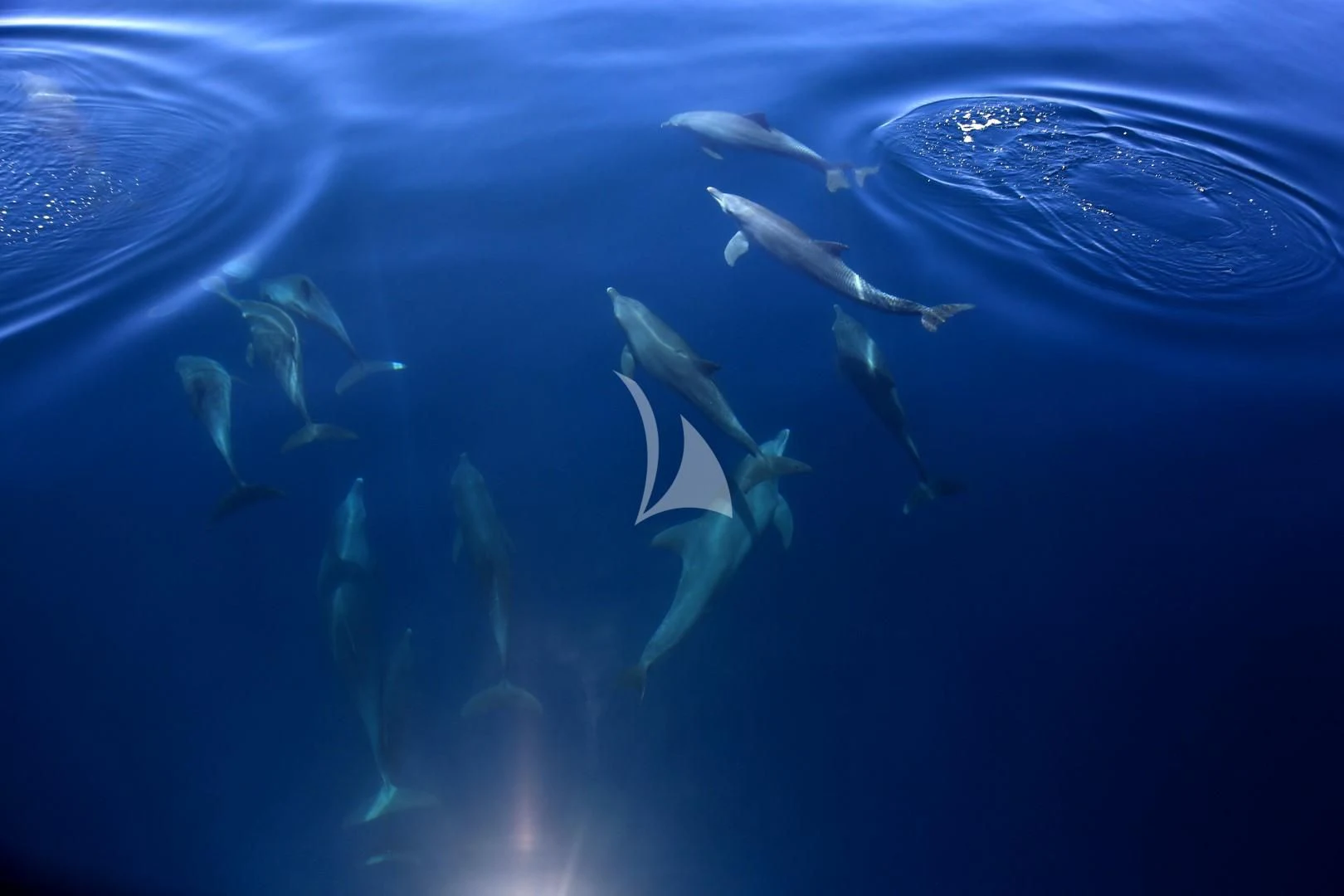 a group of fish swimming in water aboard AZALEA Yacht for Sale