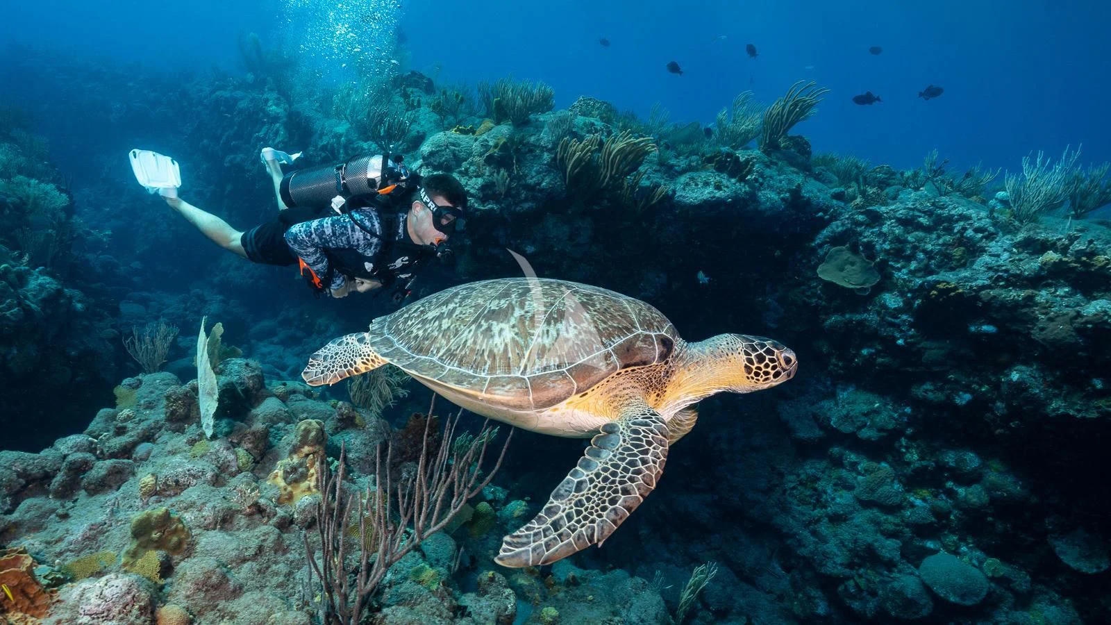 a person swimming with a turtle aboard LADY BETH Yacht for Sale