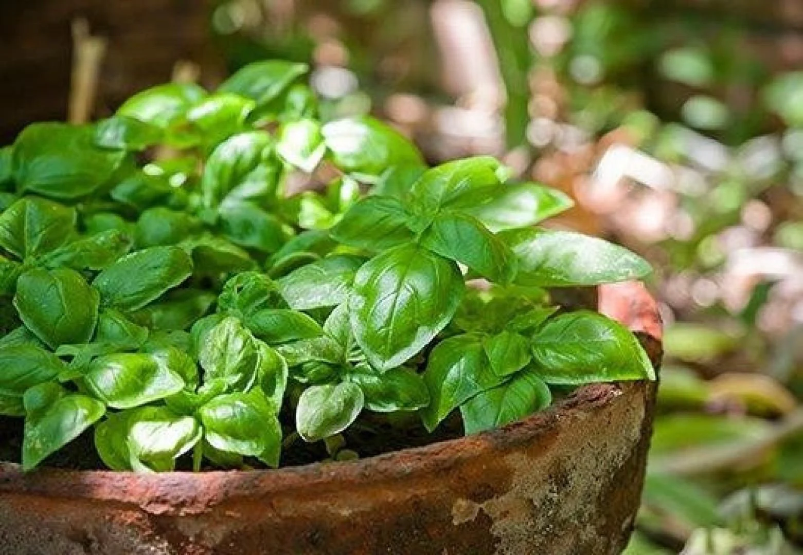 a close-up of a plant aboard SEA CZAR Yacht for Sale