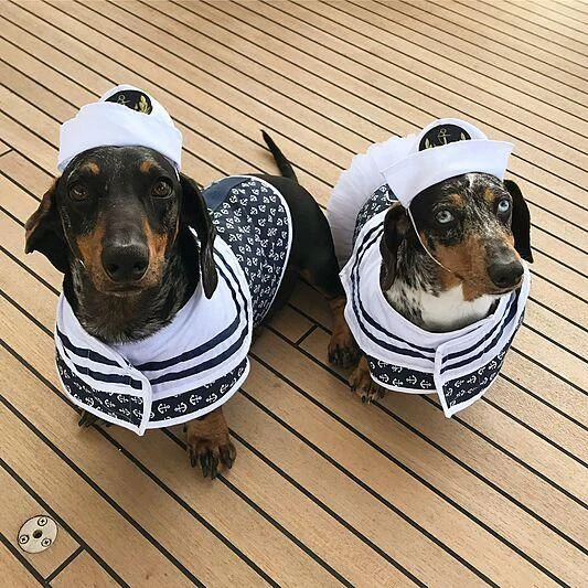 two dogs wearing goggles aboard ALWAYS BELIEVE Yacht for Sale
