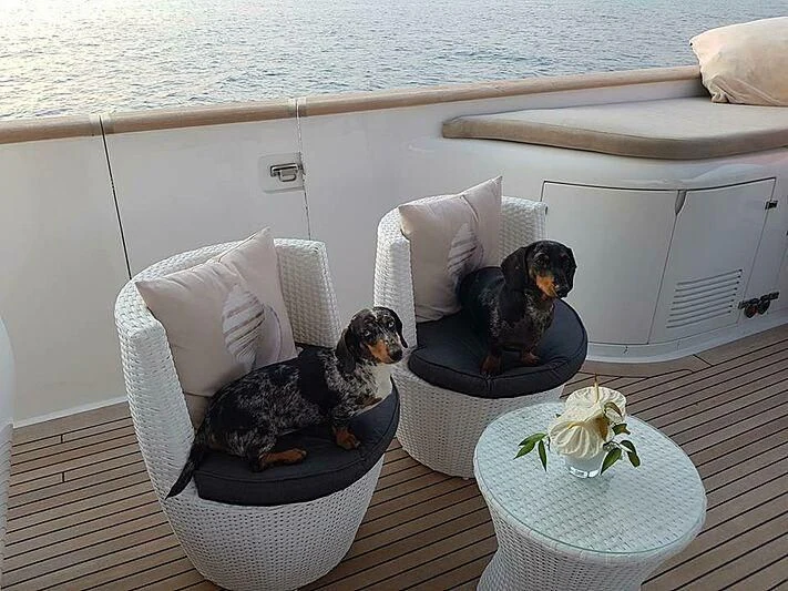 two dogs in a tub aboard ALWAYS BELIEVE Yacht for Sale