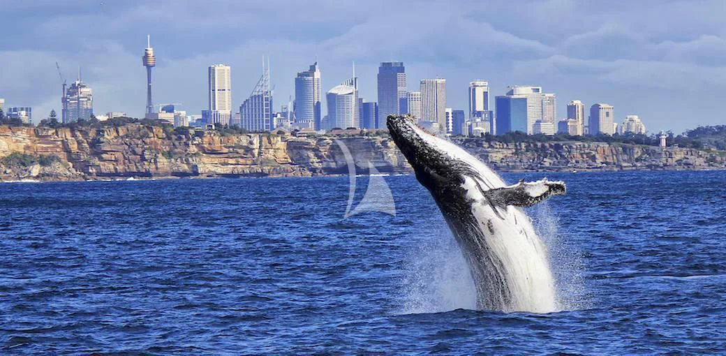 a whale jumping out of the water aboard GHOST II Yacht for Sale