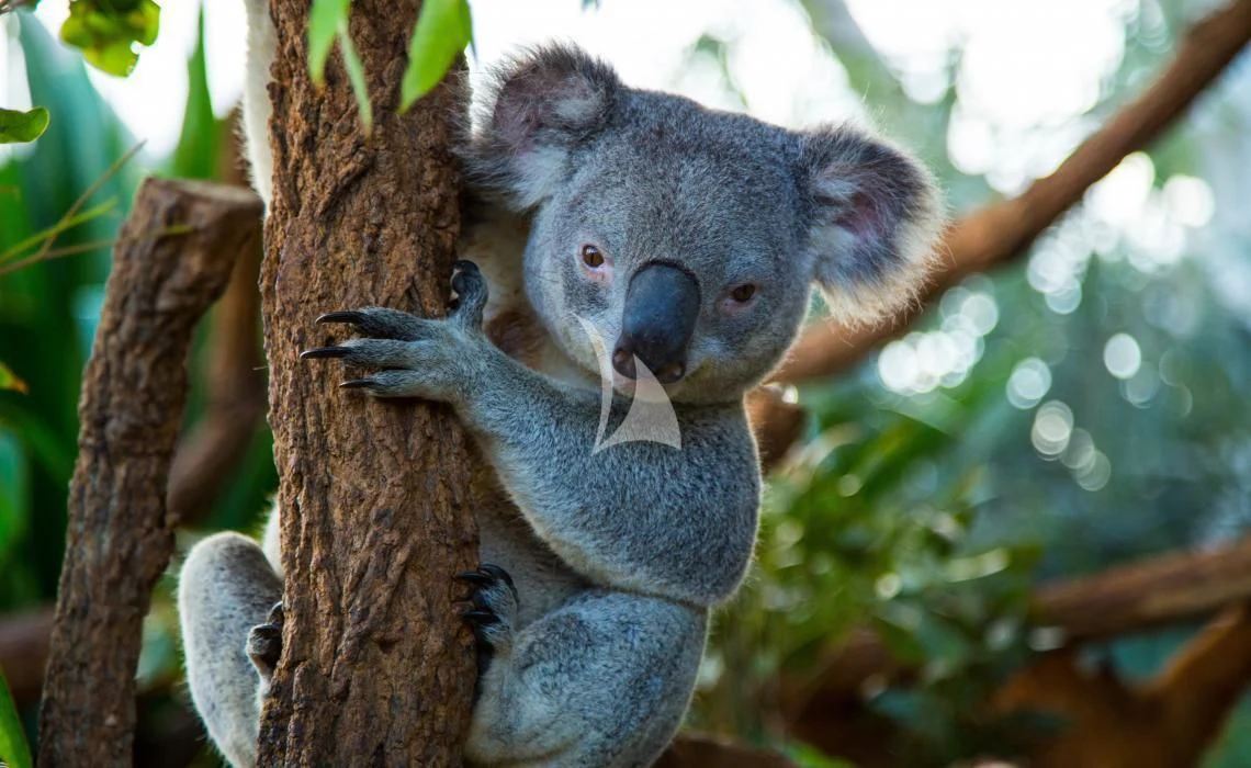 a koala bear on a tree aboard GHOST II Yacht for Sale