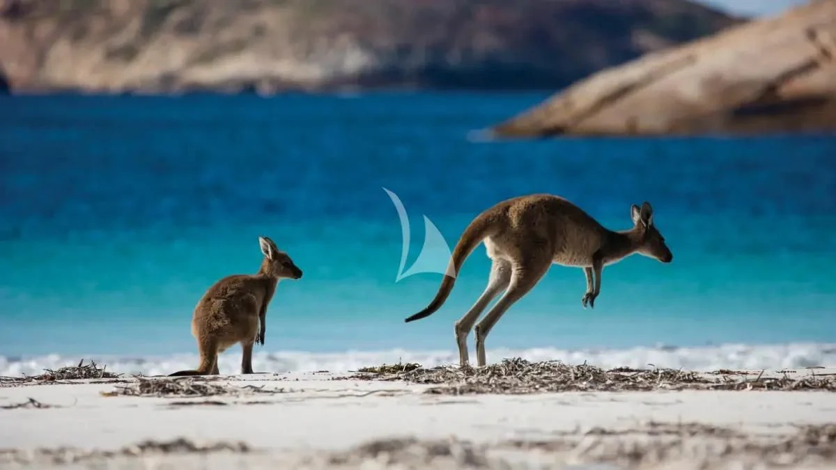 kangaroos on a beach aboard GHOST II Yacht for Sale