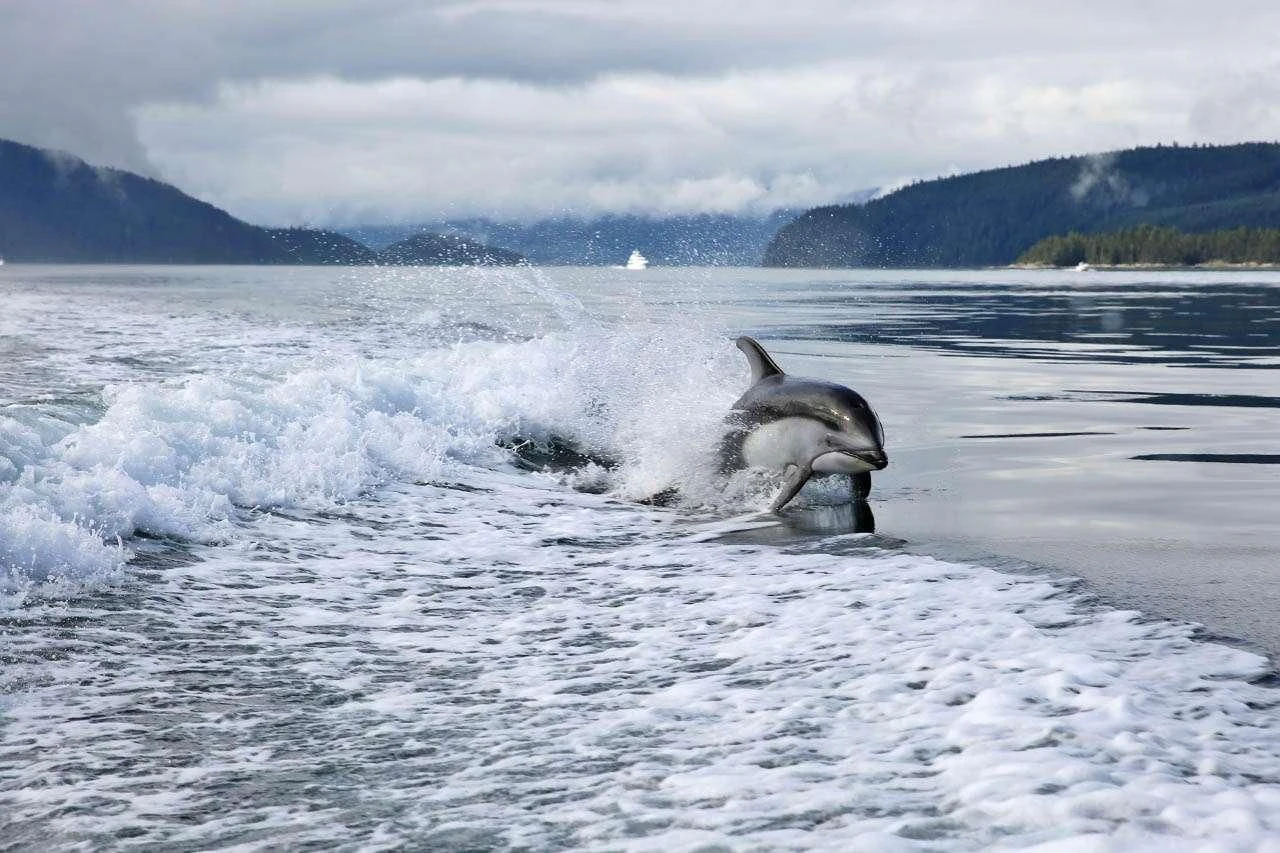 a dolphin jumping out of the water aboard PACIFIC YELLOWFIN Yacht for Sale