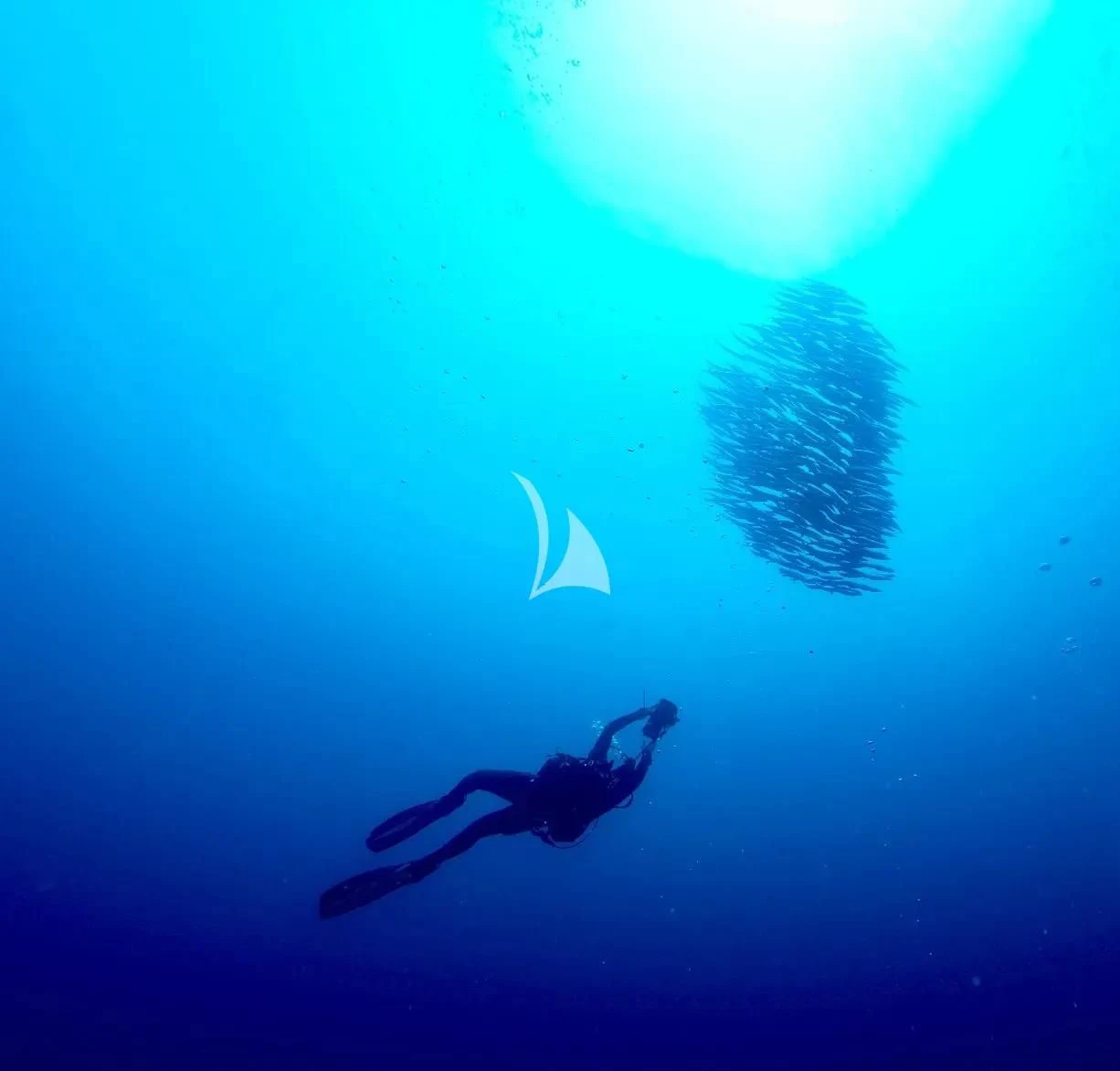 a shark swimming under a large white jellyfish aboard AIX Yacht for Sale