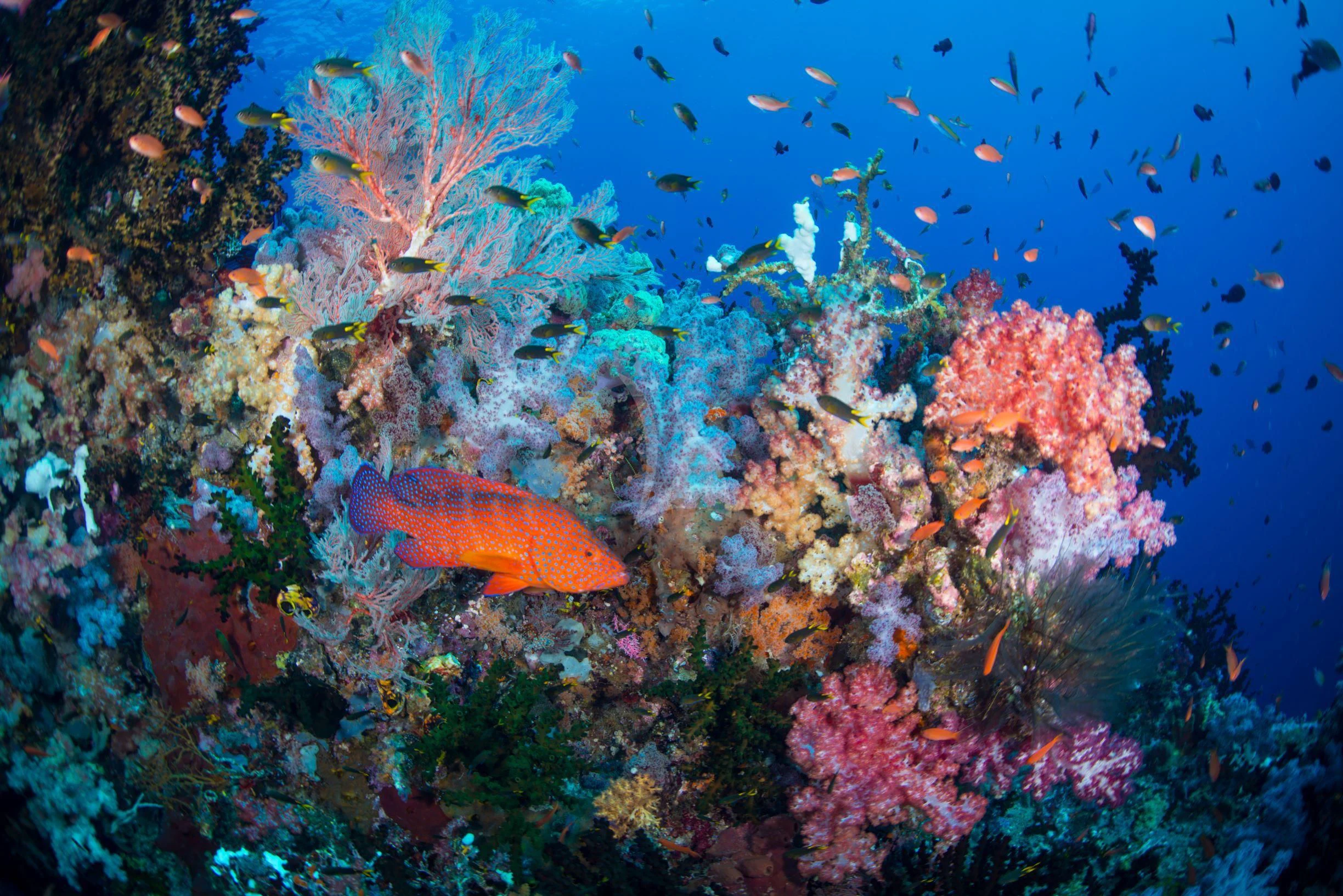 a school of fish swimming in a coral reef aboard SEQUOIA Yacht for Sale