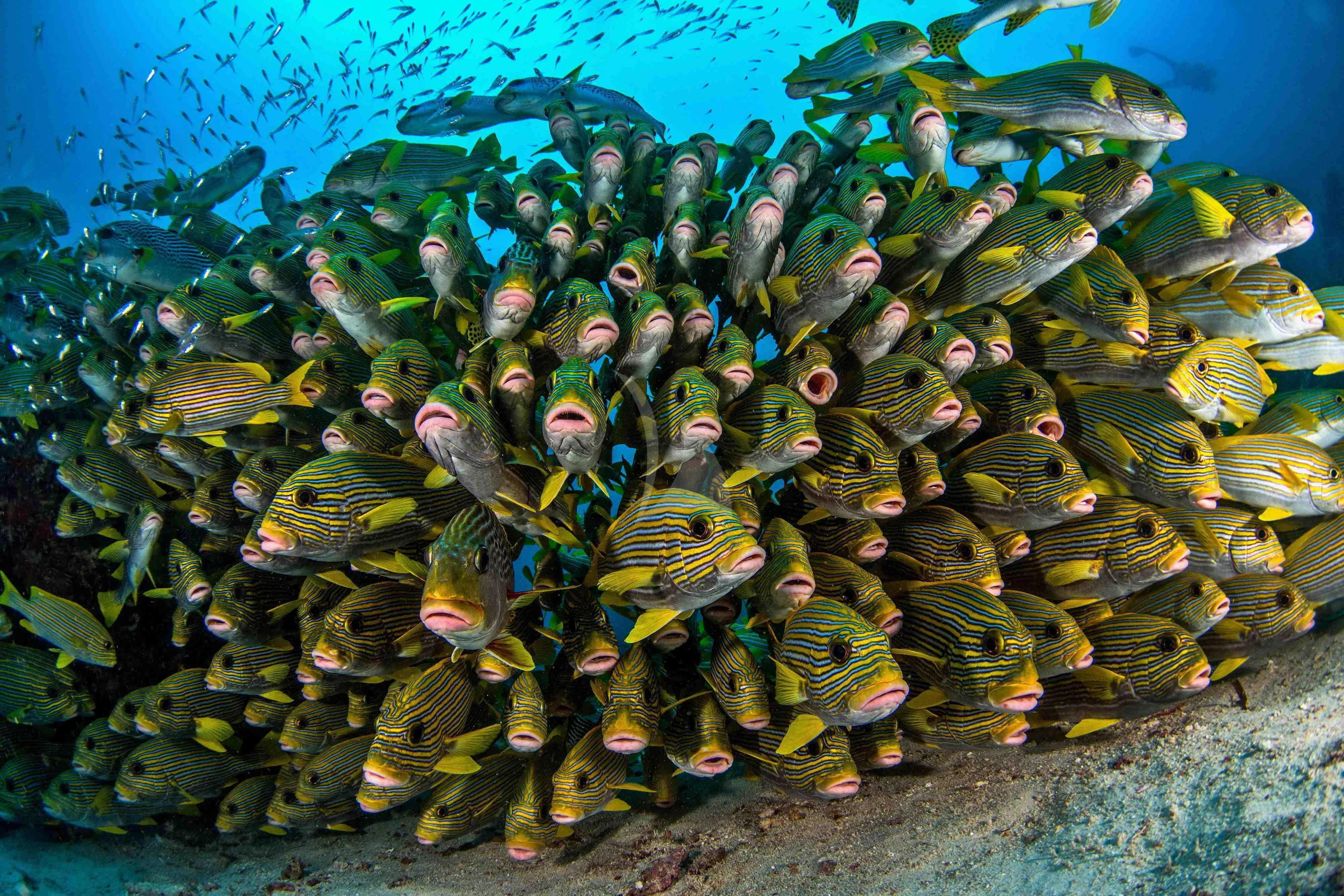 a large group of fish swimming in the water aboard SEQUOIA Yacht for Sale