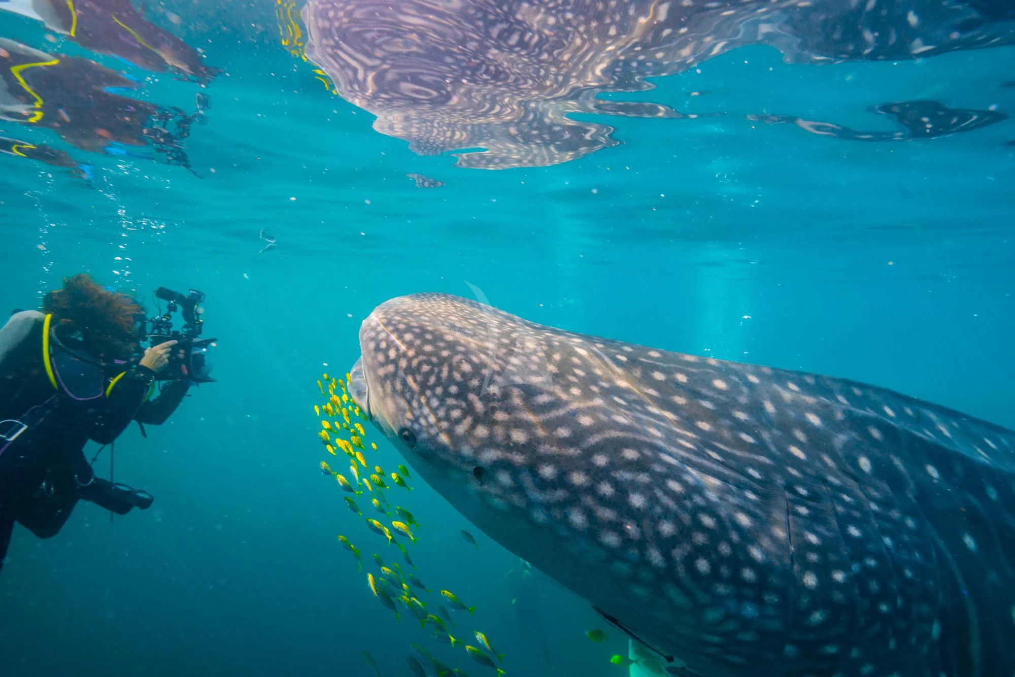 a person swimming with a stingray aboard SEQUOIA Yacht for Sale