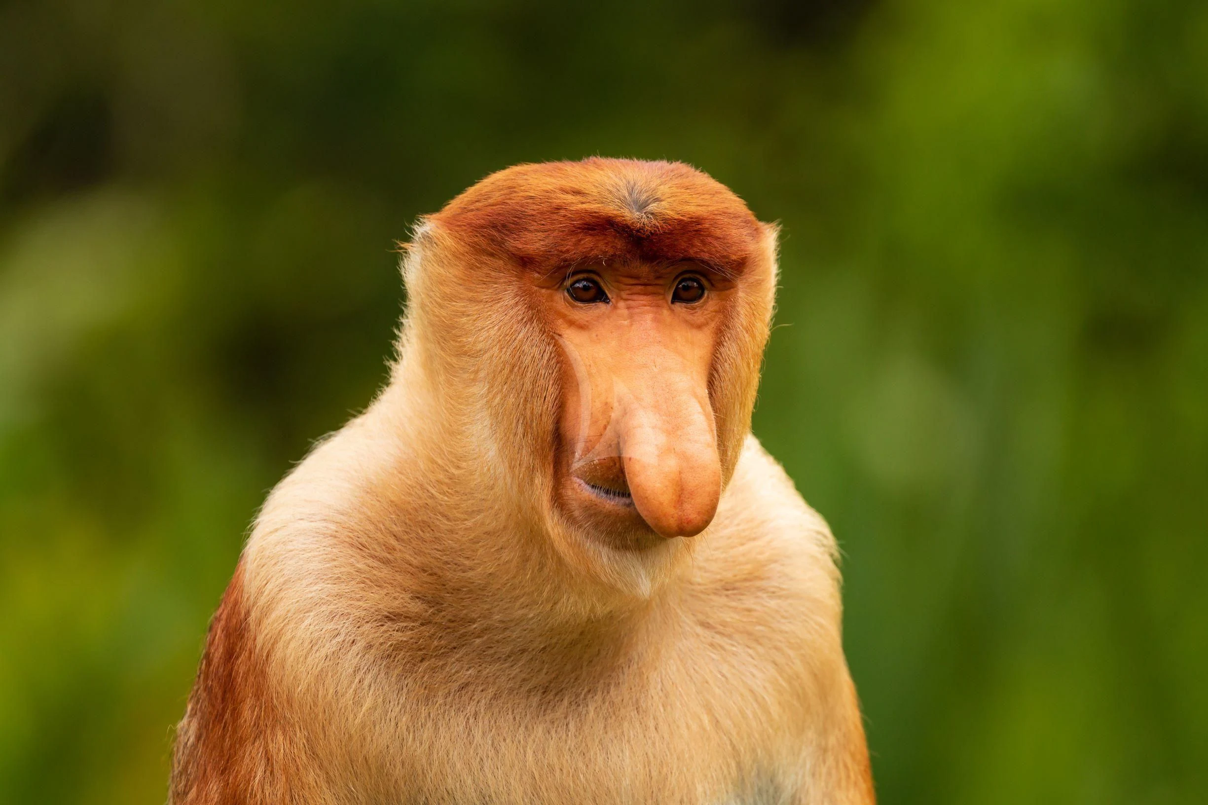 a monkey with a long neck aboard SEQUOIA Yacht for Sale
