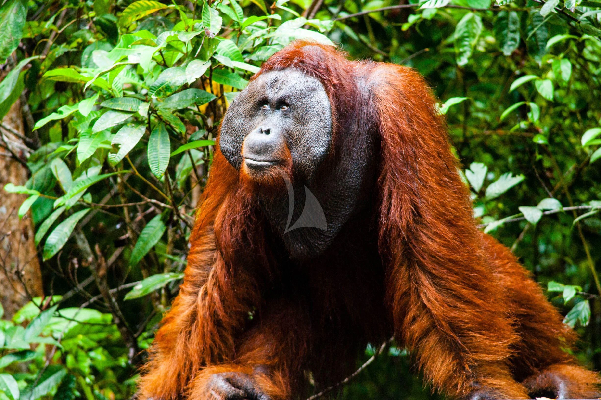 a couple of orangutans in a tree aboard SEQUOIA Yacht for Sale