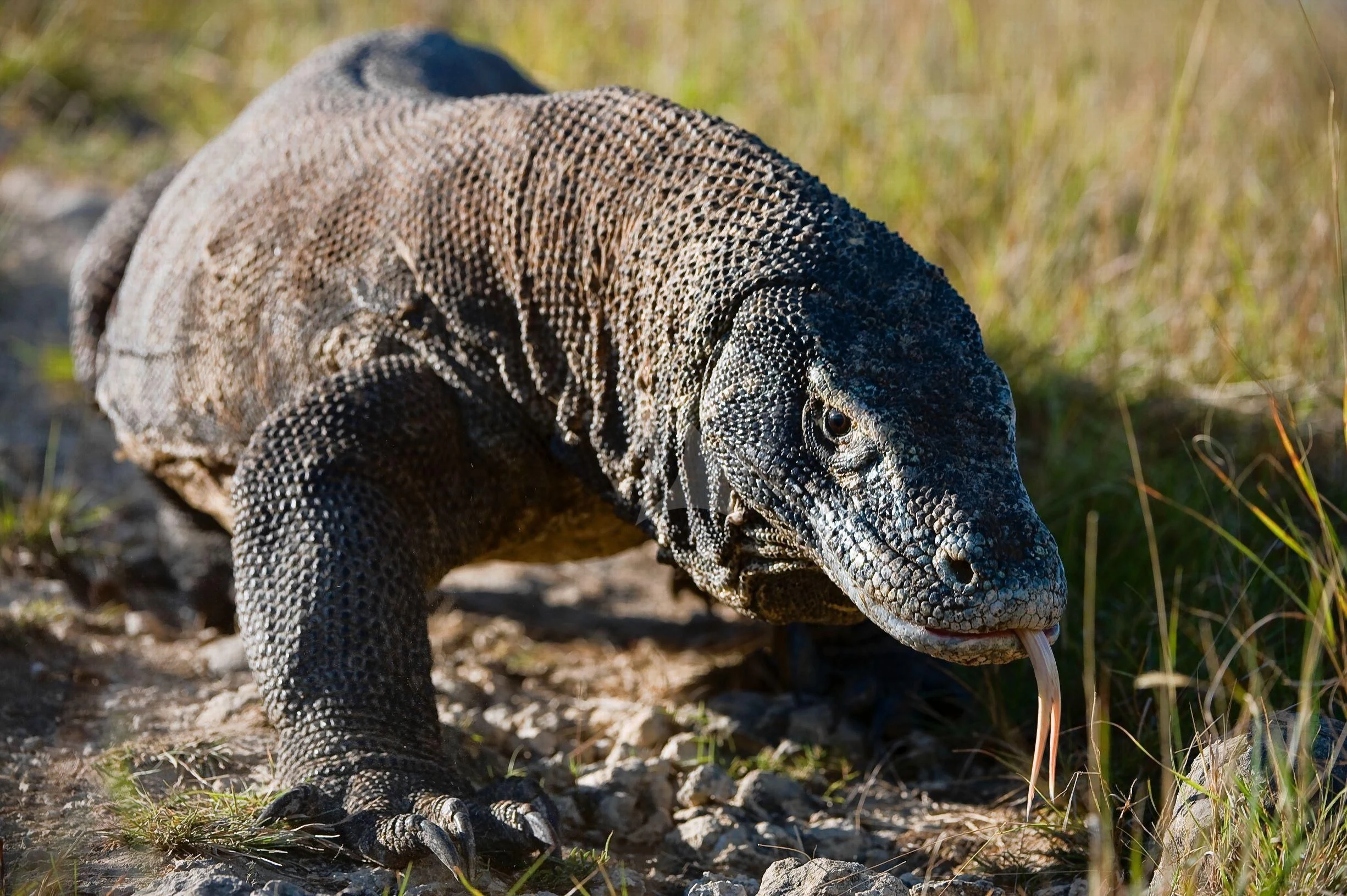 a large black animal with Komodo in the background aboard SEQUOIA Yacht for Sale