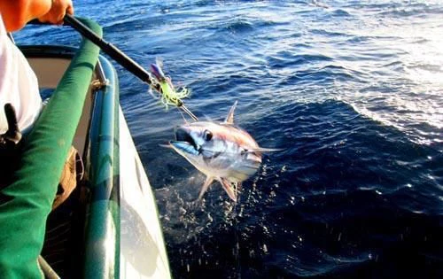 a fish jumping out of the water aboard ASKARI Yacht for Sale