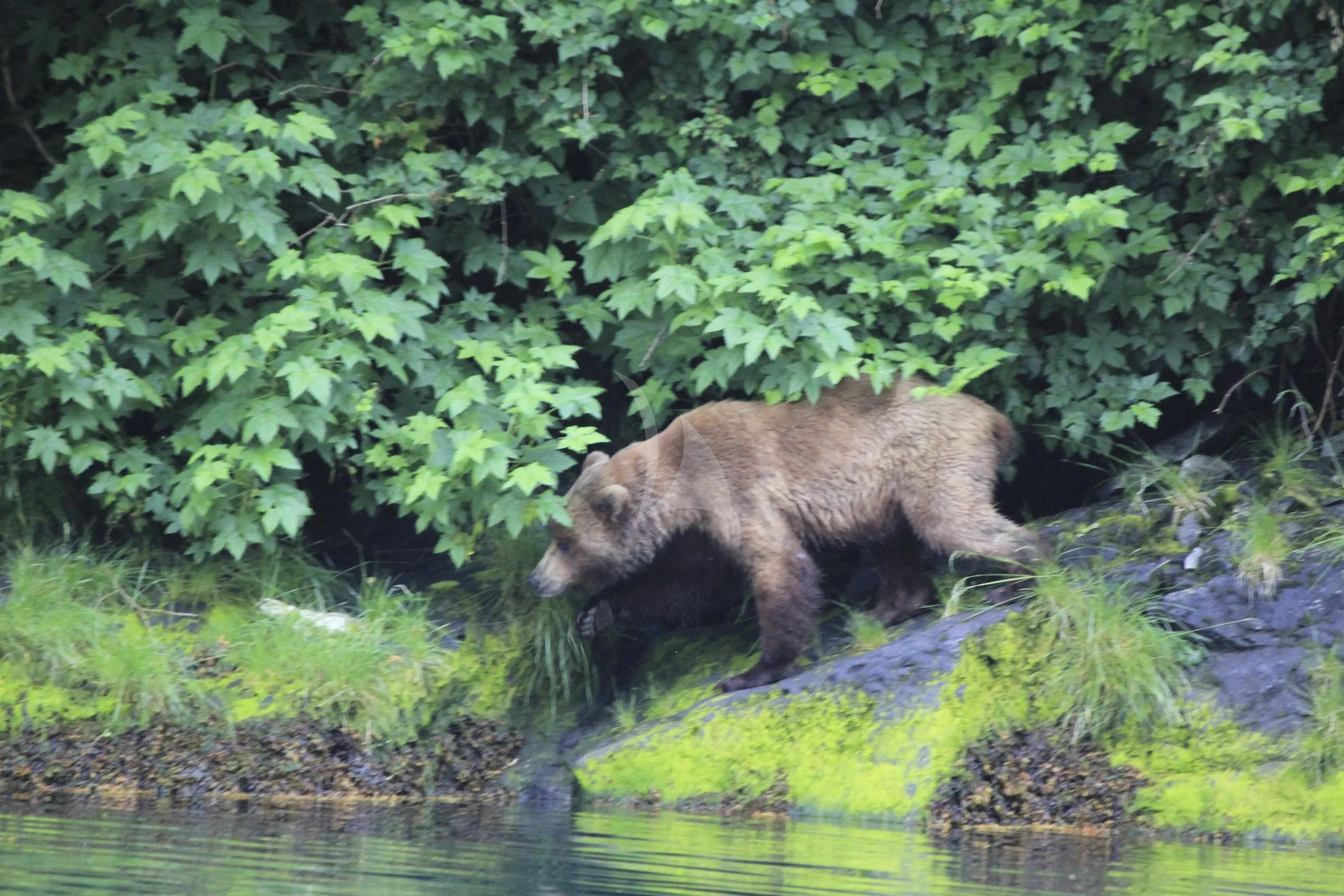 a bear walking on a rock by a river aboard SERENITY Yacht for Charter