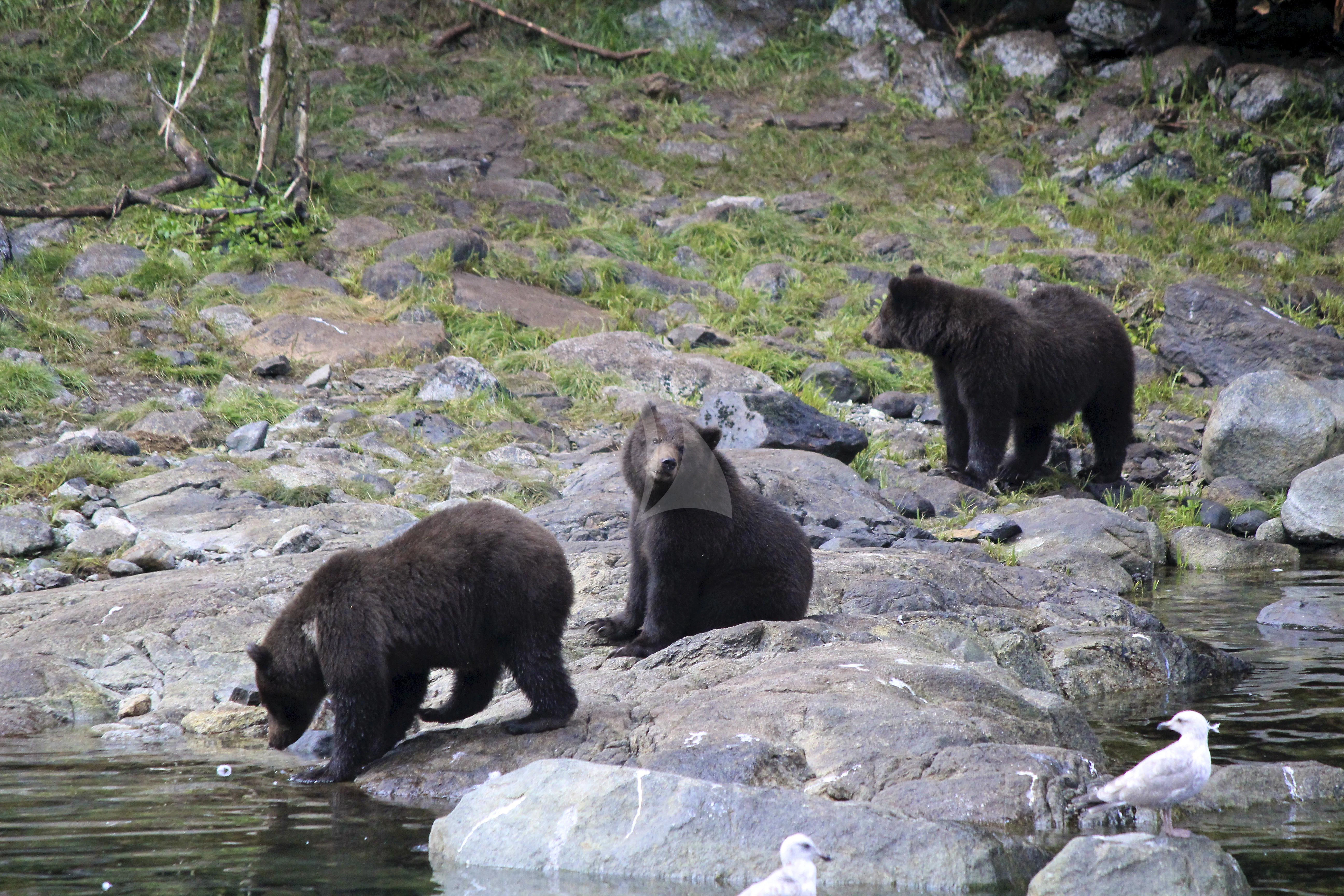 bears are near the water aboard SERENITY Yacht for Charter