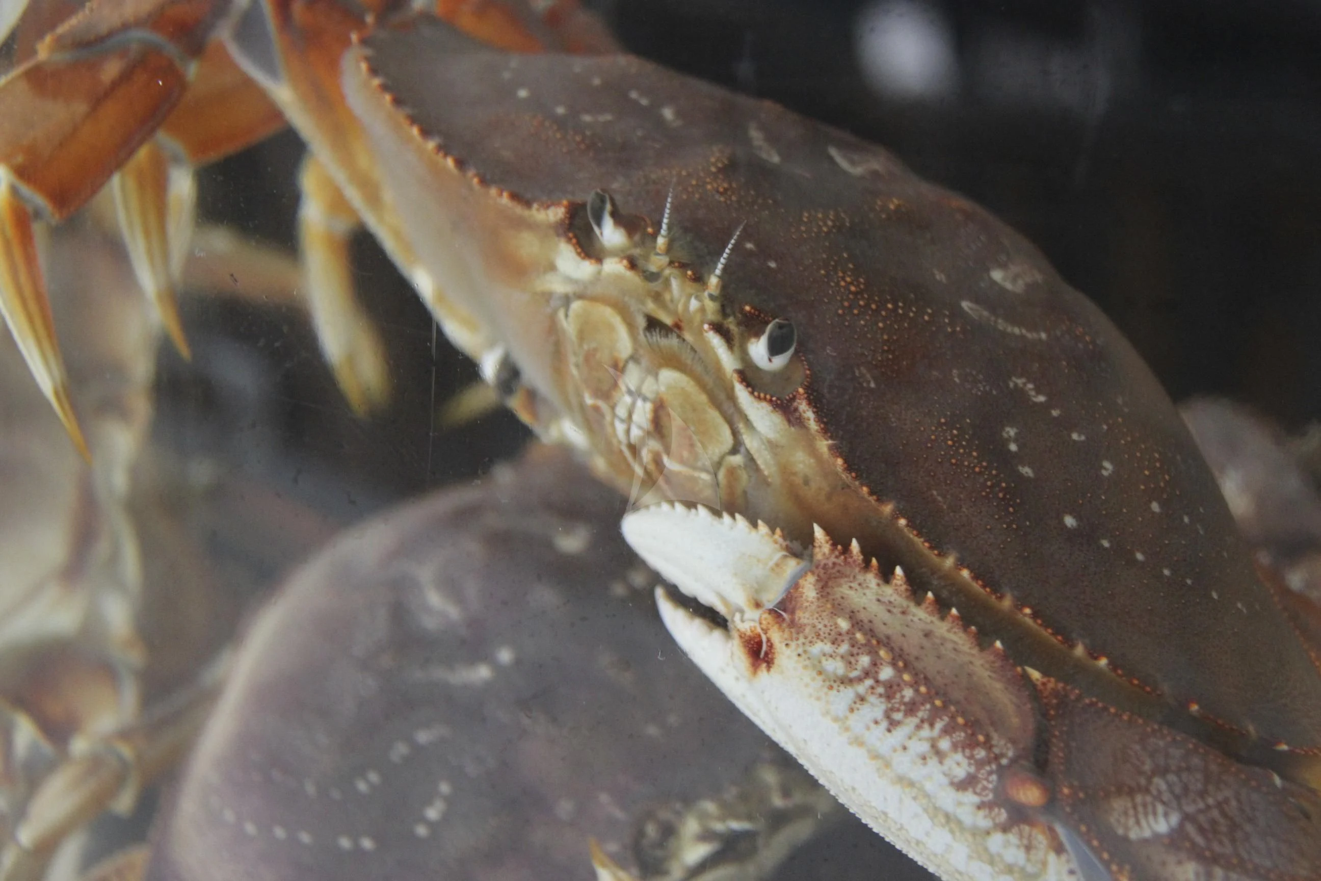 a close up of a frog aboard SERENITY Yacht for Charter