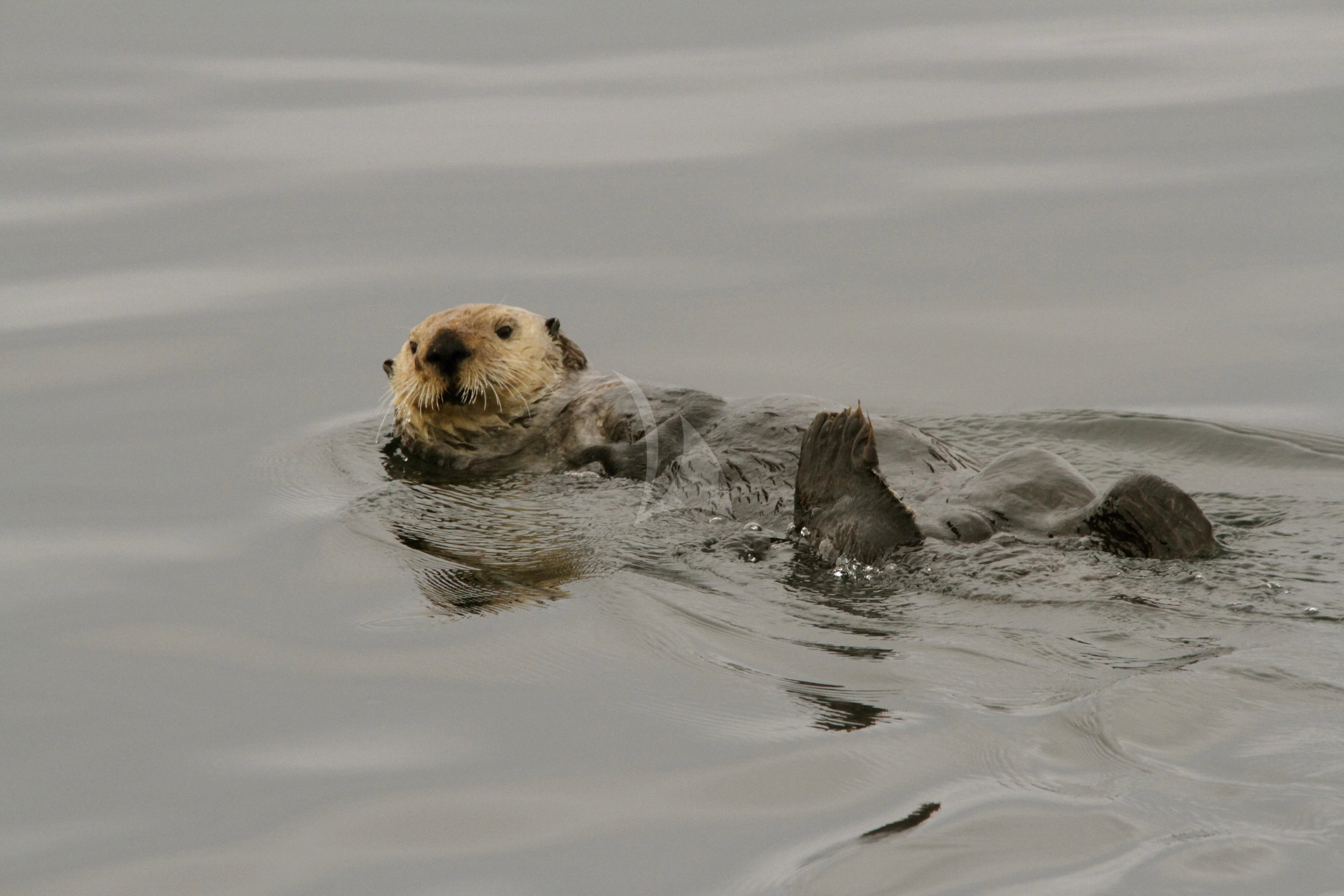 a seal lying on a log in the water aboard SERENITY Yacht for Charter