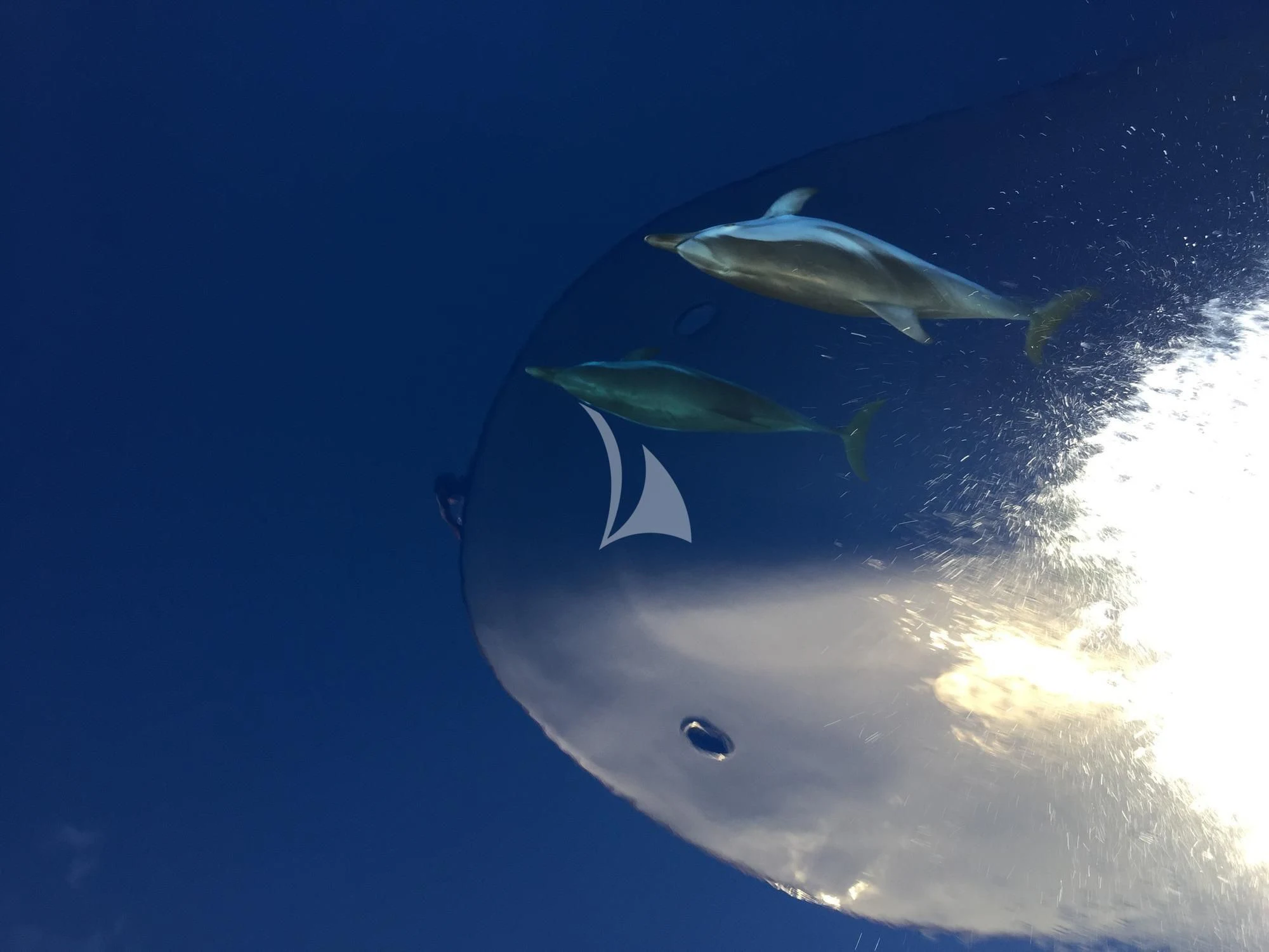 a shark in the water aboard SOUTH PAW C Yacht for Sale