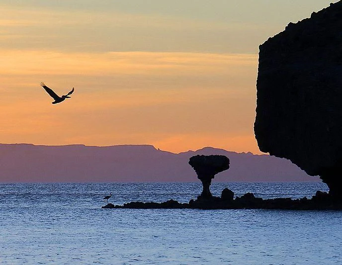 a bird flying over a body of water with a bird flying over it aboard EMRYS Yacht for Sale