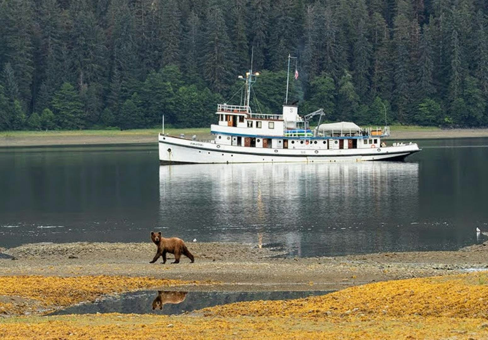 a bear walking in front of a boat aboard SACAJAWEA Yacht for Sale