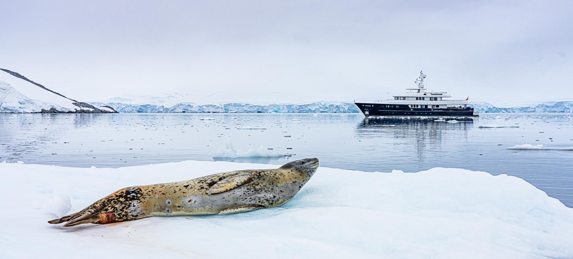 a couple of animals in the snow aboard OCEAN'S SEVEN Yacht for Sale