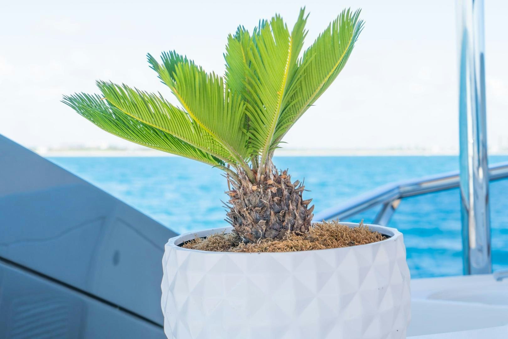 a plant in a pot aboard RINA Yacht for Sale
