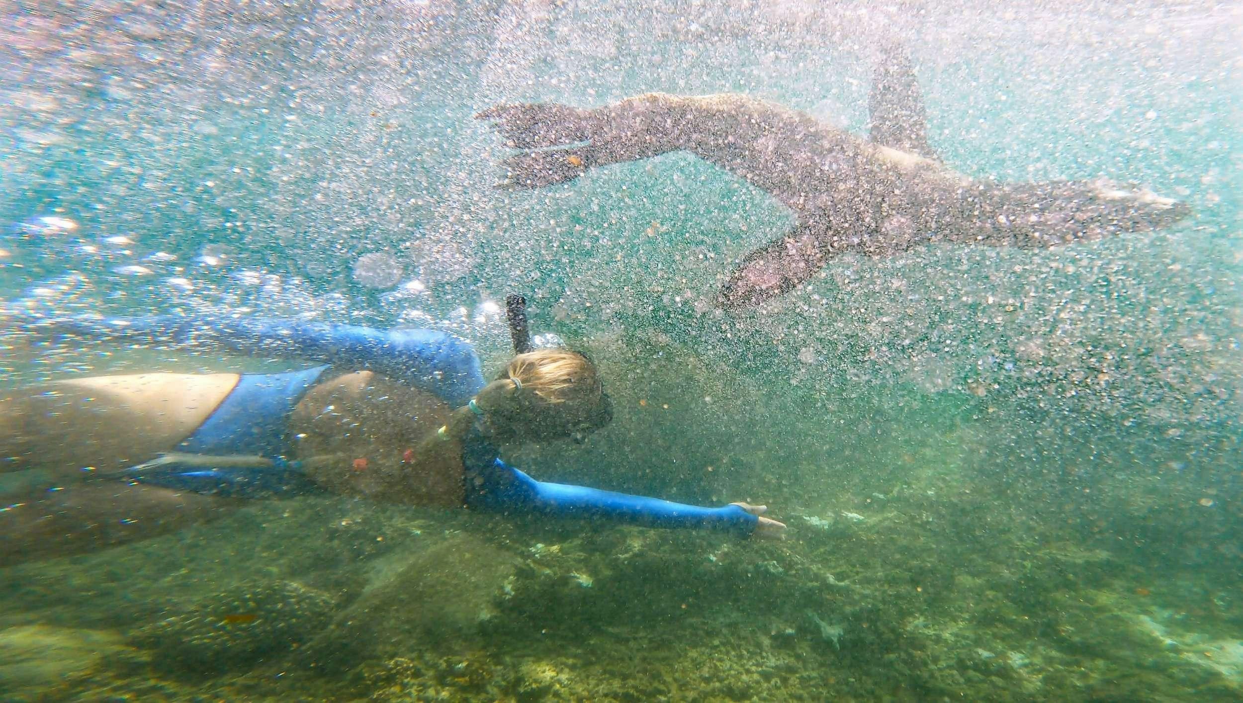 a couple of dolphins swimming in the water aboard SAMSARA Yacht for Charter