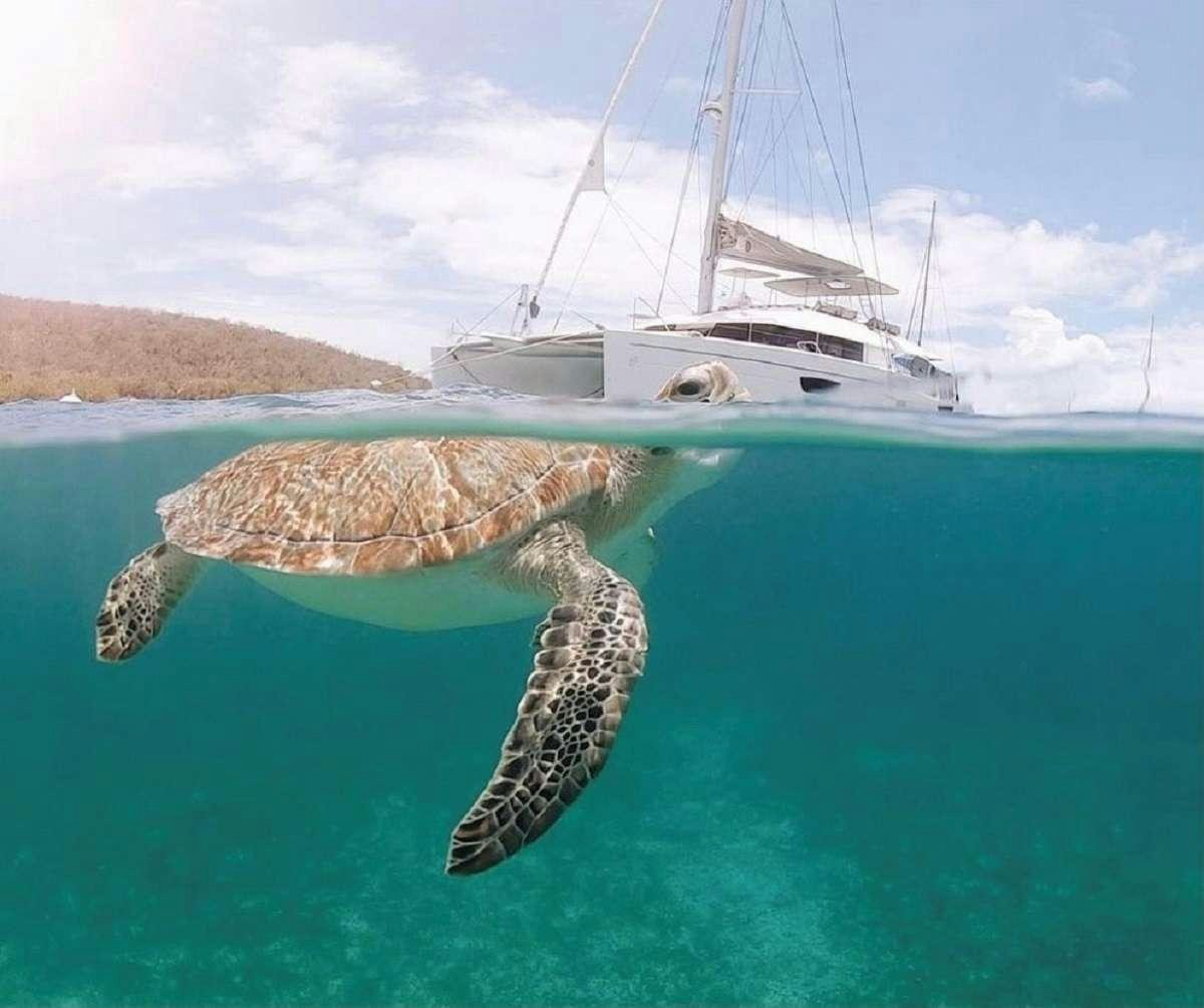 a turtle swimming in the water aboard ENCHANTE Yacht for Charter
