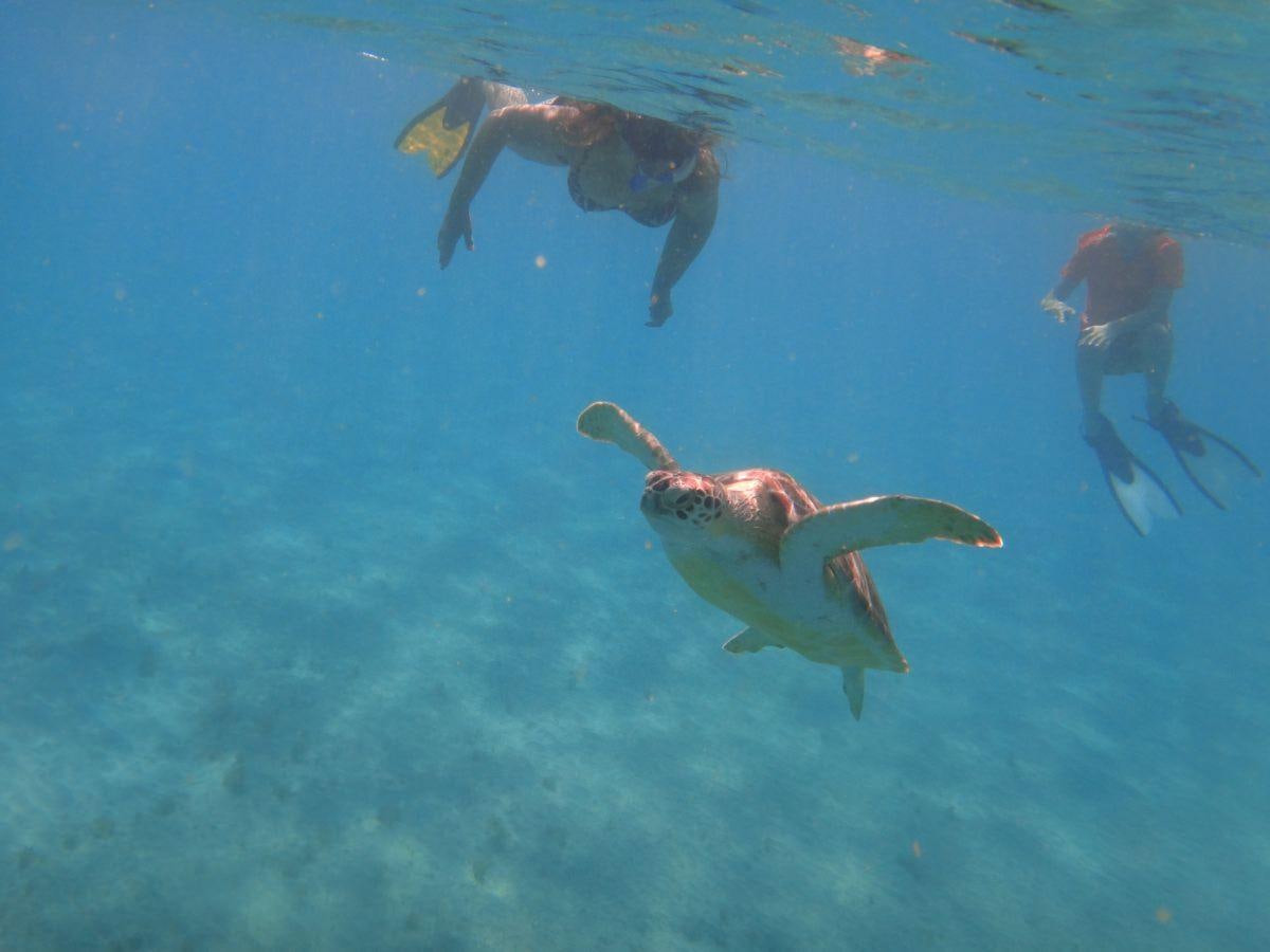 a group of dolphins swimming in the water aboard MANGO Yacht for Charter