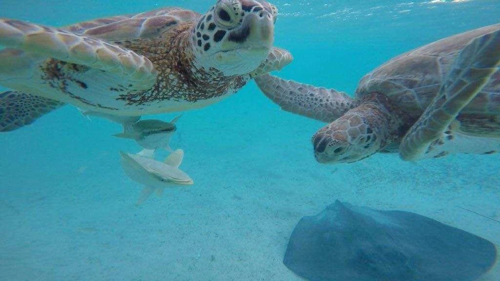 a turtle swimming underwater aboard Samoru ll Yacht for Charter